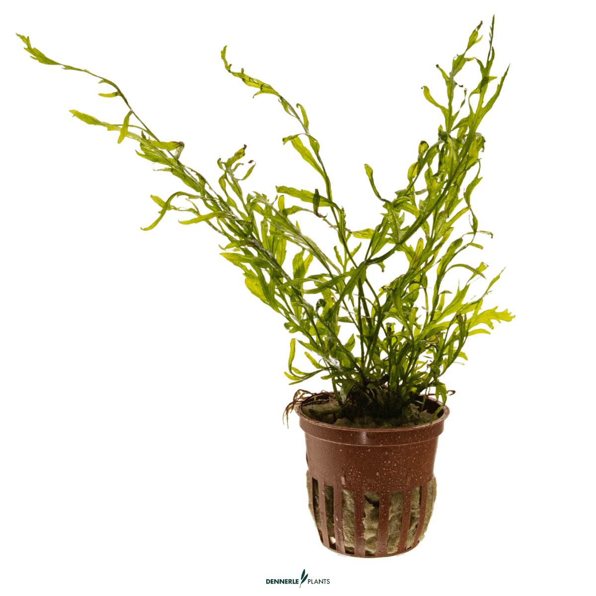 Bolbitis heudelotii POT