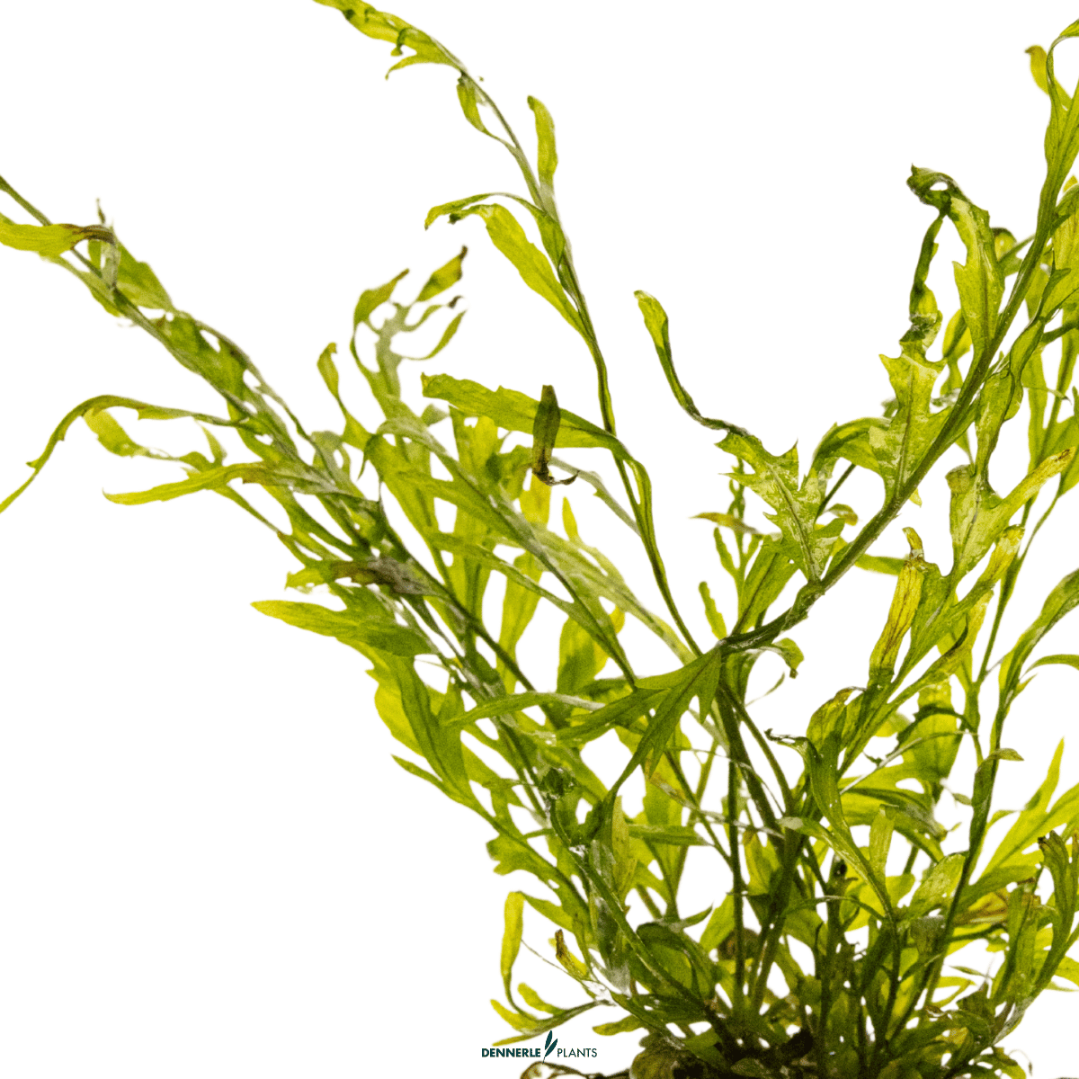 Bolbitis heudelotii POT