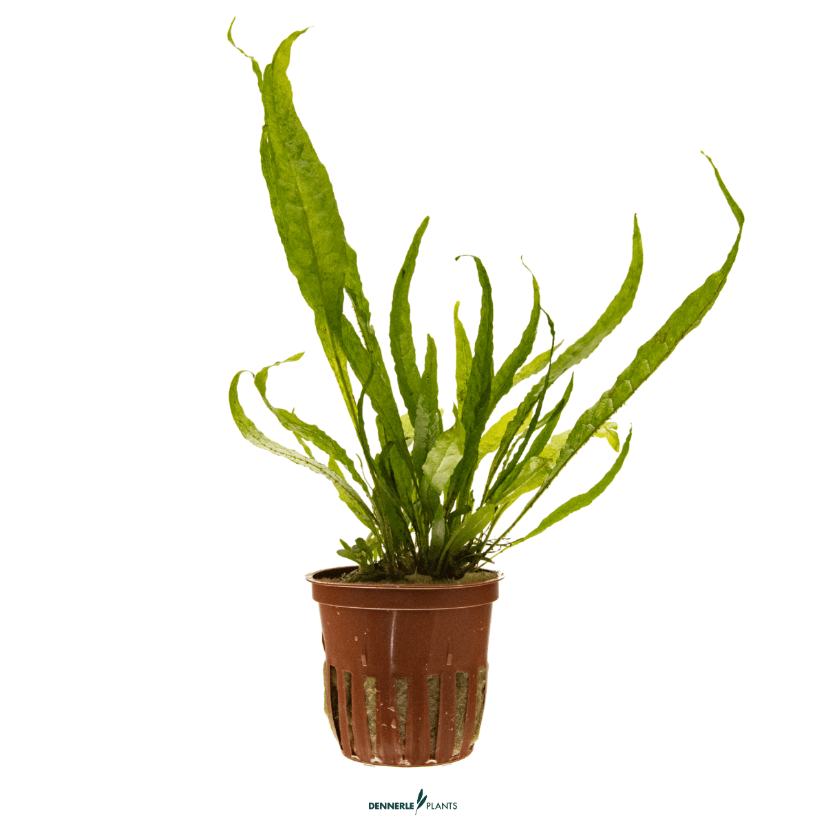 Microsorum pteropus POT