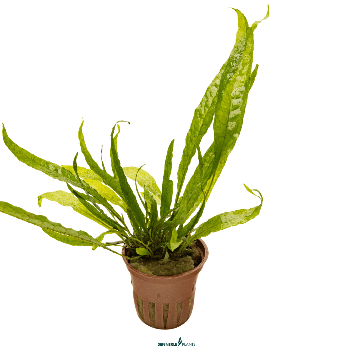 Microsorum pteropus POT