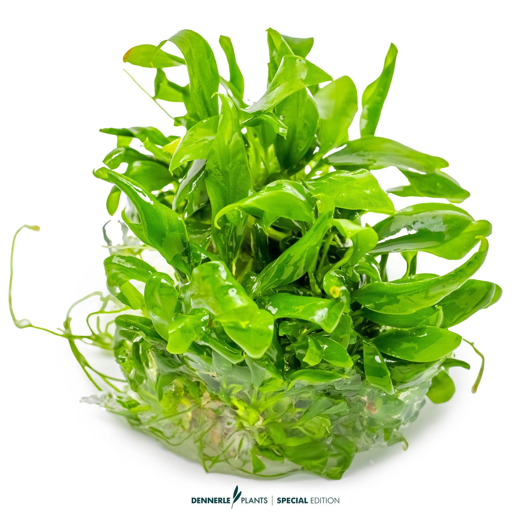 Low-light epiphyte aquarium plant - Anubias barteri glabra