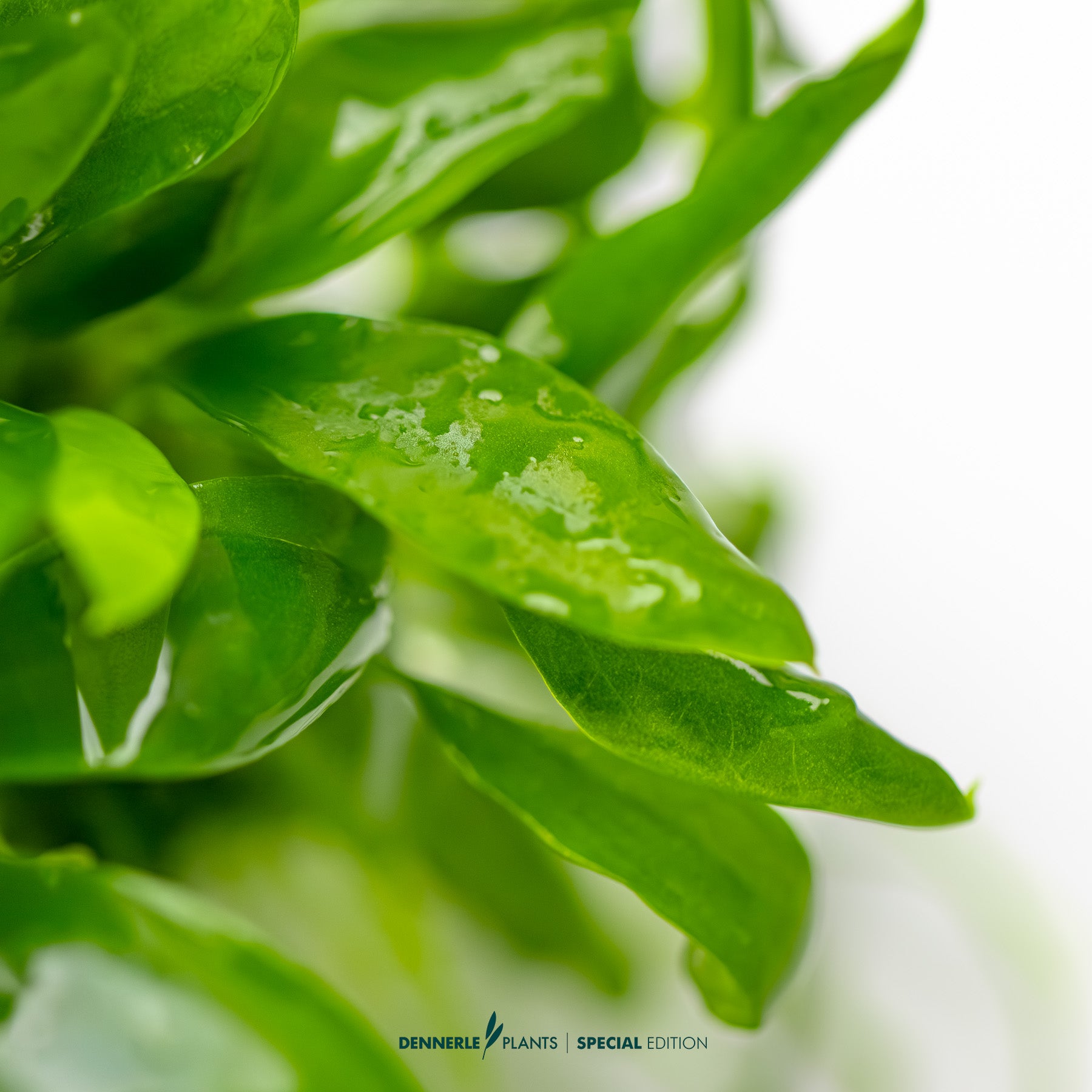 Low-light epiphyte aquarium plant - Anubias barteri glabra