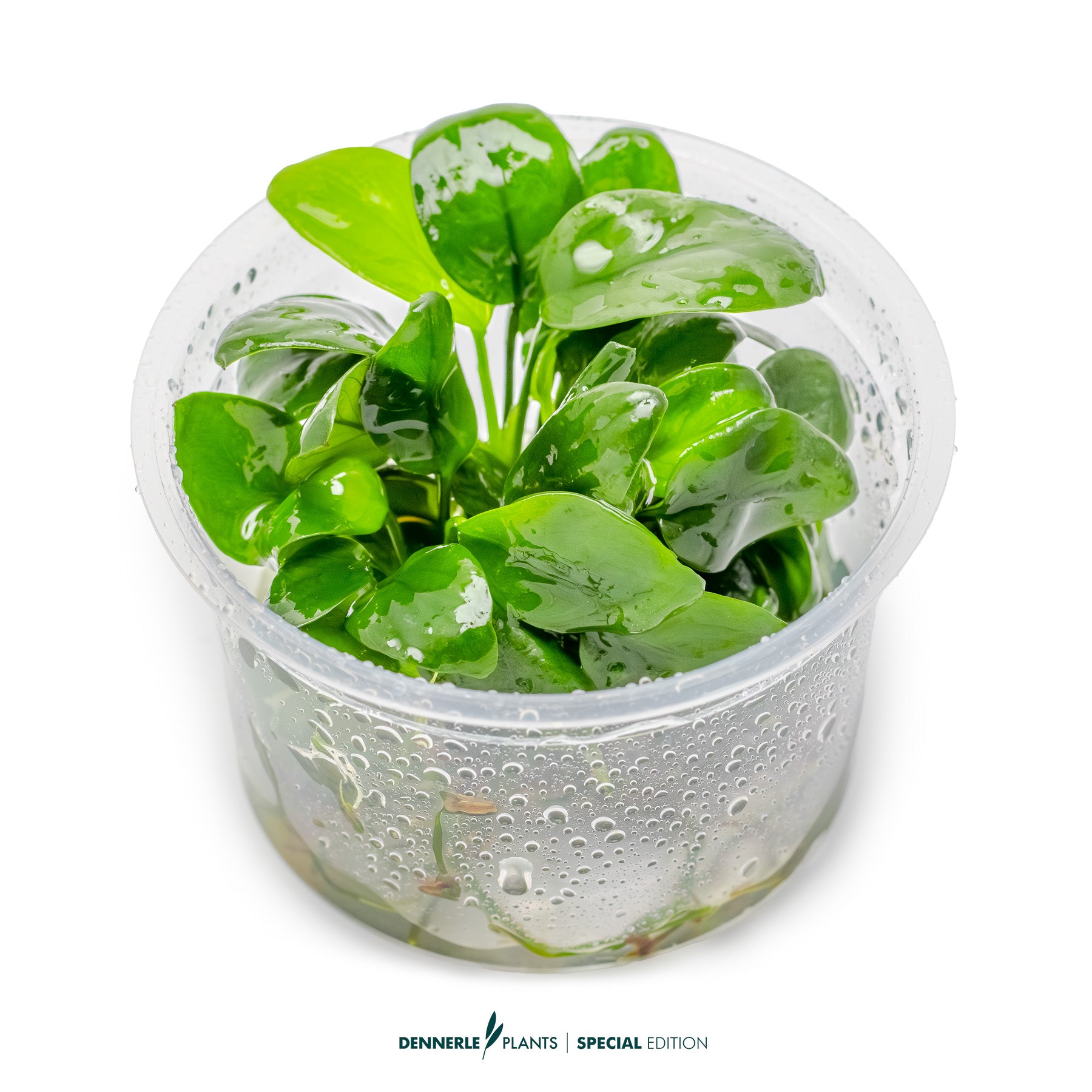Compact foreground Anubias plant with dark green leaves