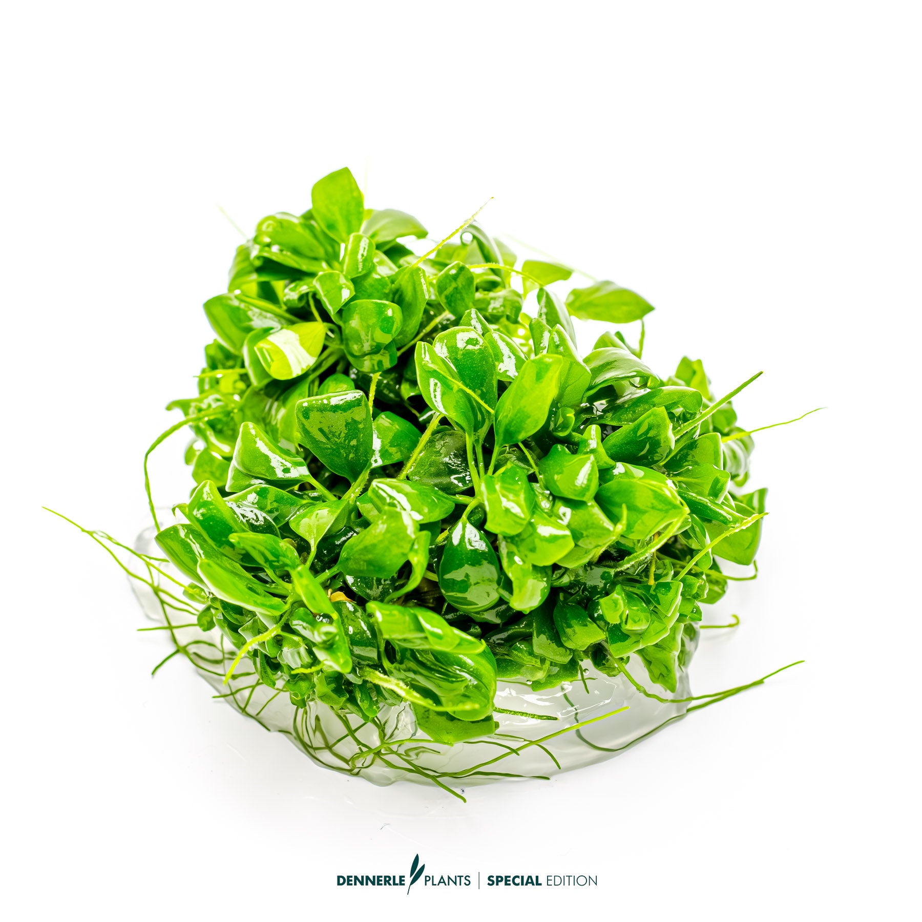 Anubias barteri var. 'Nana Bonsai'