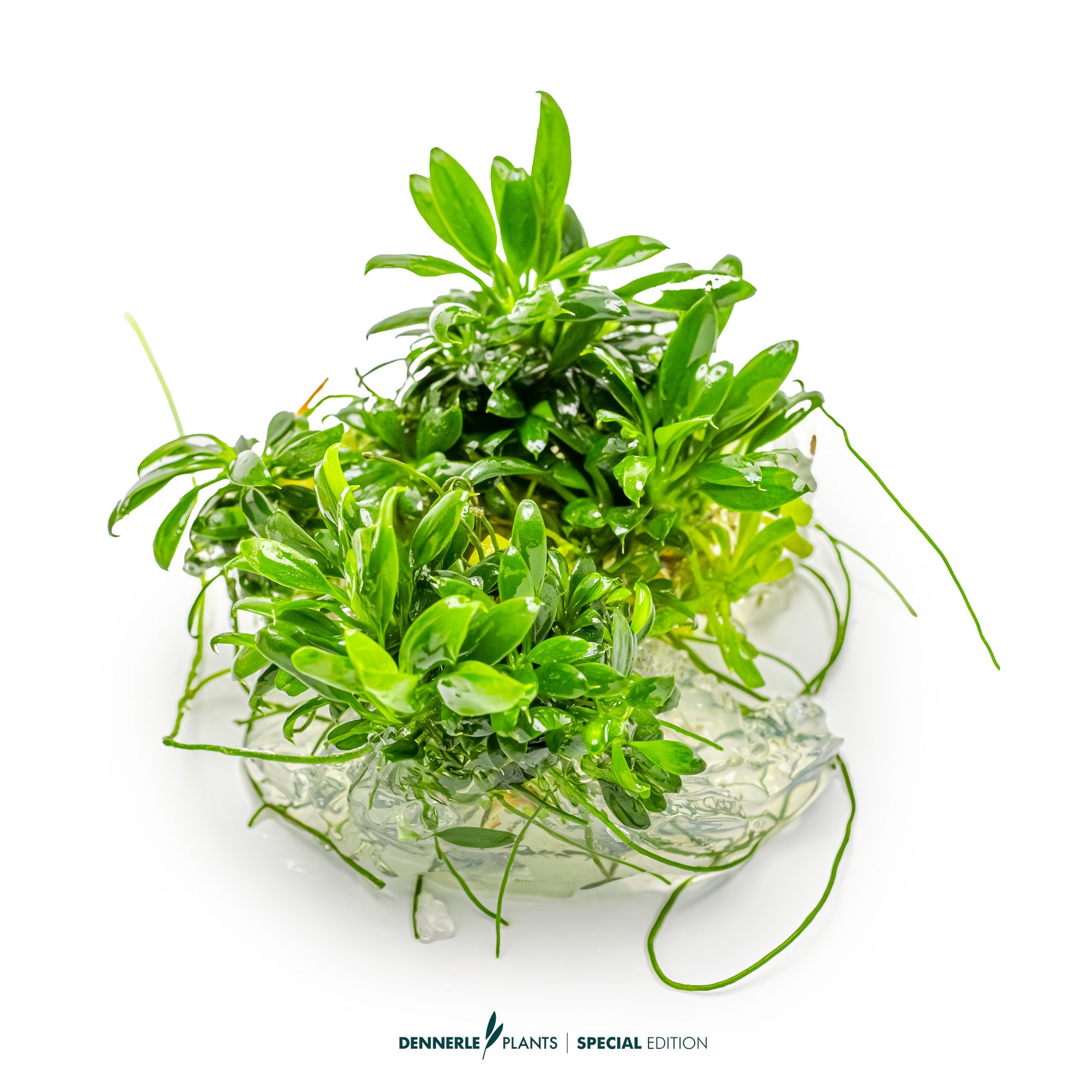 Smallest compact Anubias Pangolino foreground plant with dark green leaves