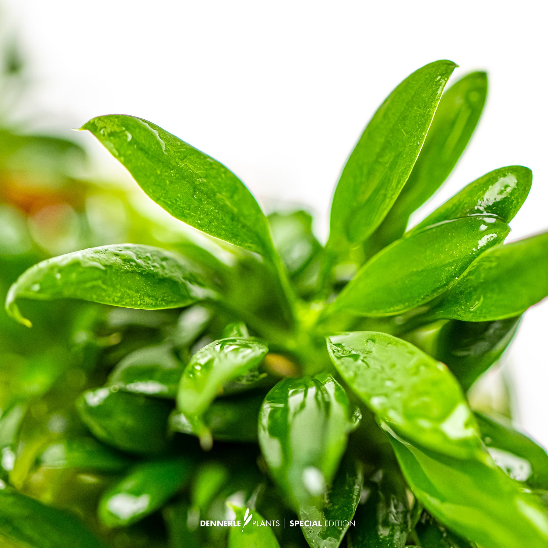 Smallest compact Anubias Pangolino foreground plant with dark green leaves