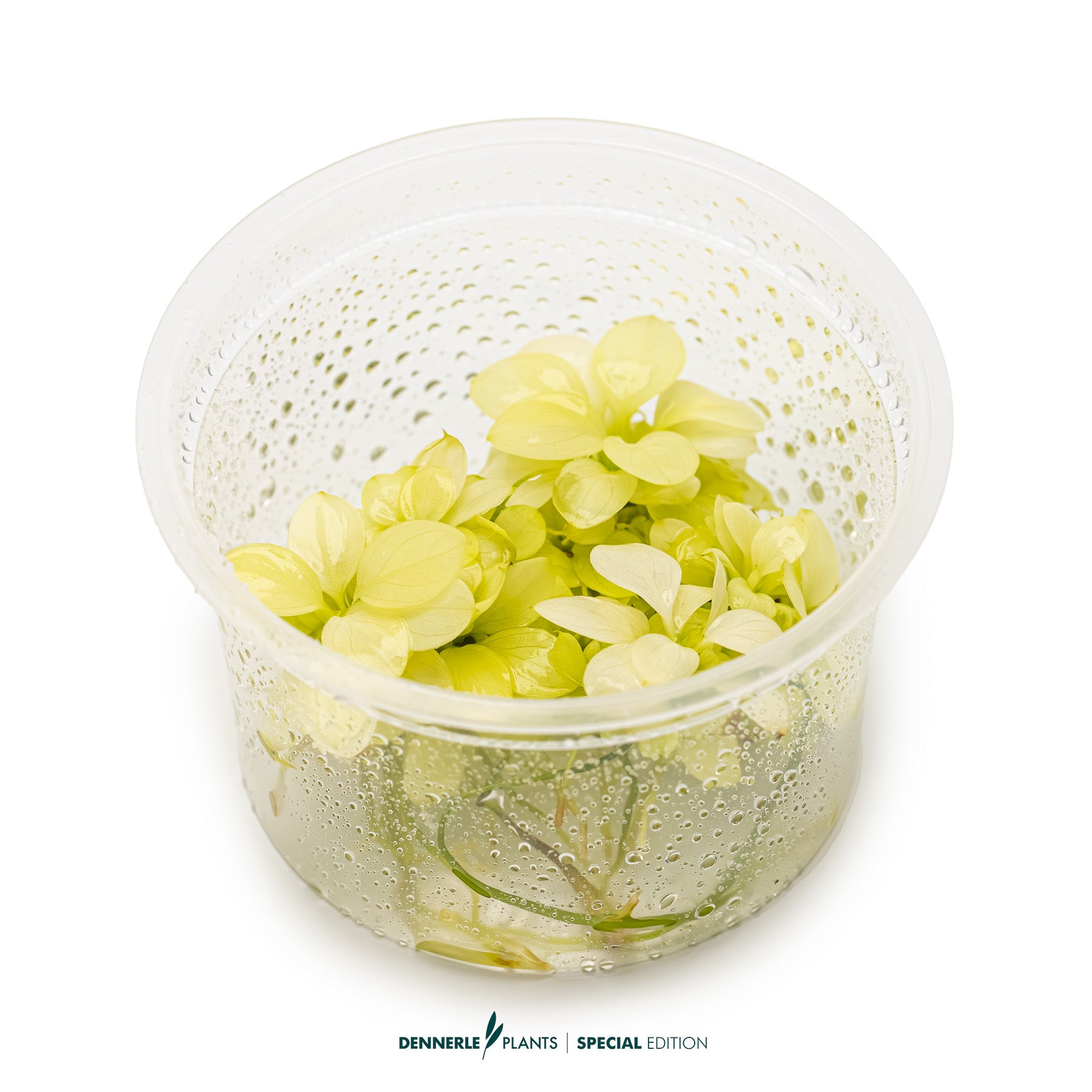 Rare Anubias plant - Foreground aquarium plant UK - Anubias nana White