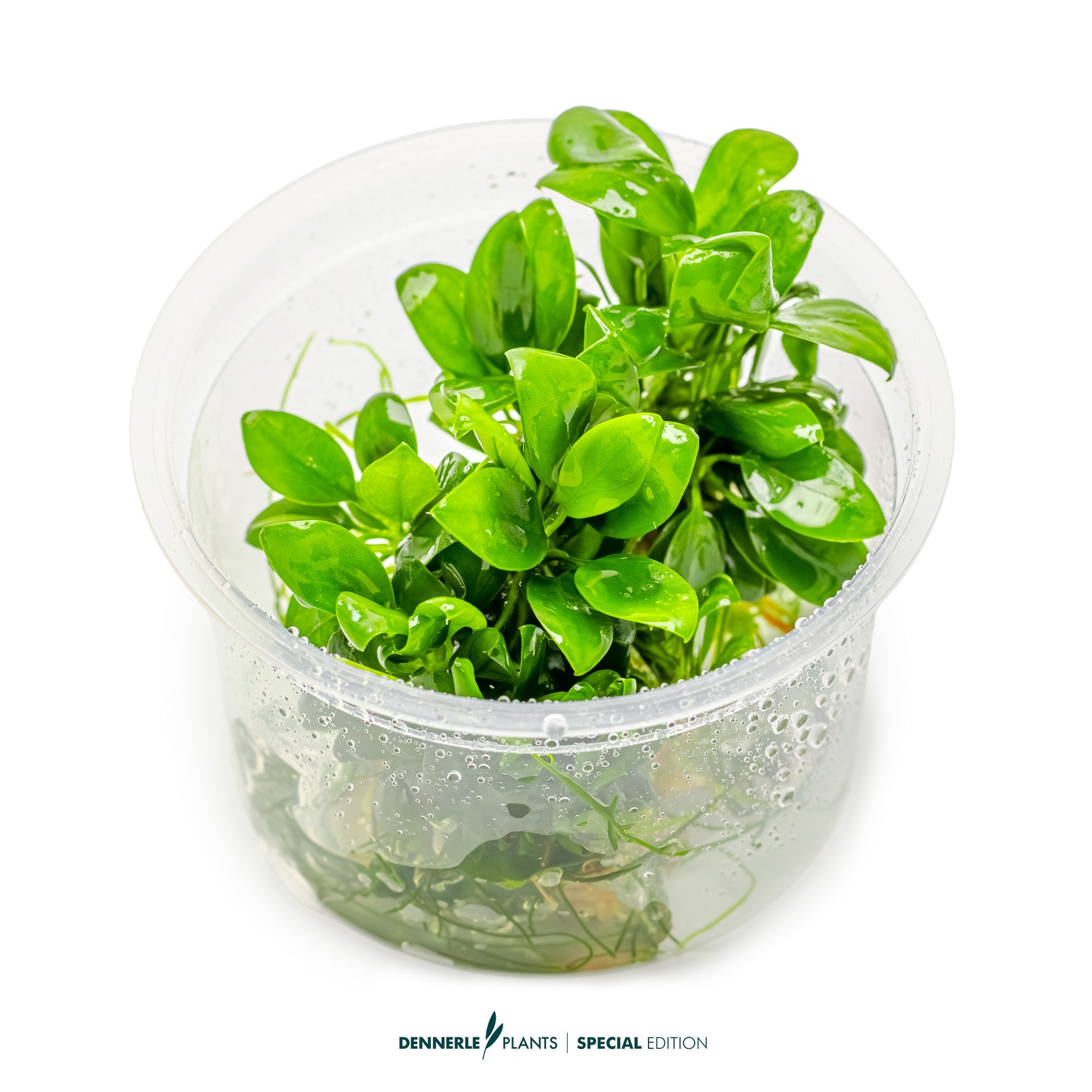 Tiny low-light foreground epiphyte plant - Anubias nana Petite Bonsai