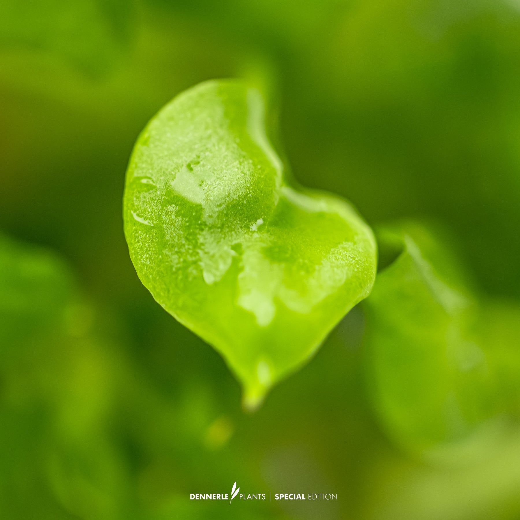 Anubias heterophylla as midground plant in aquarium