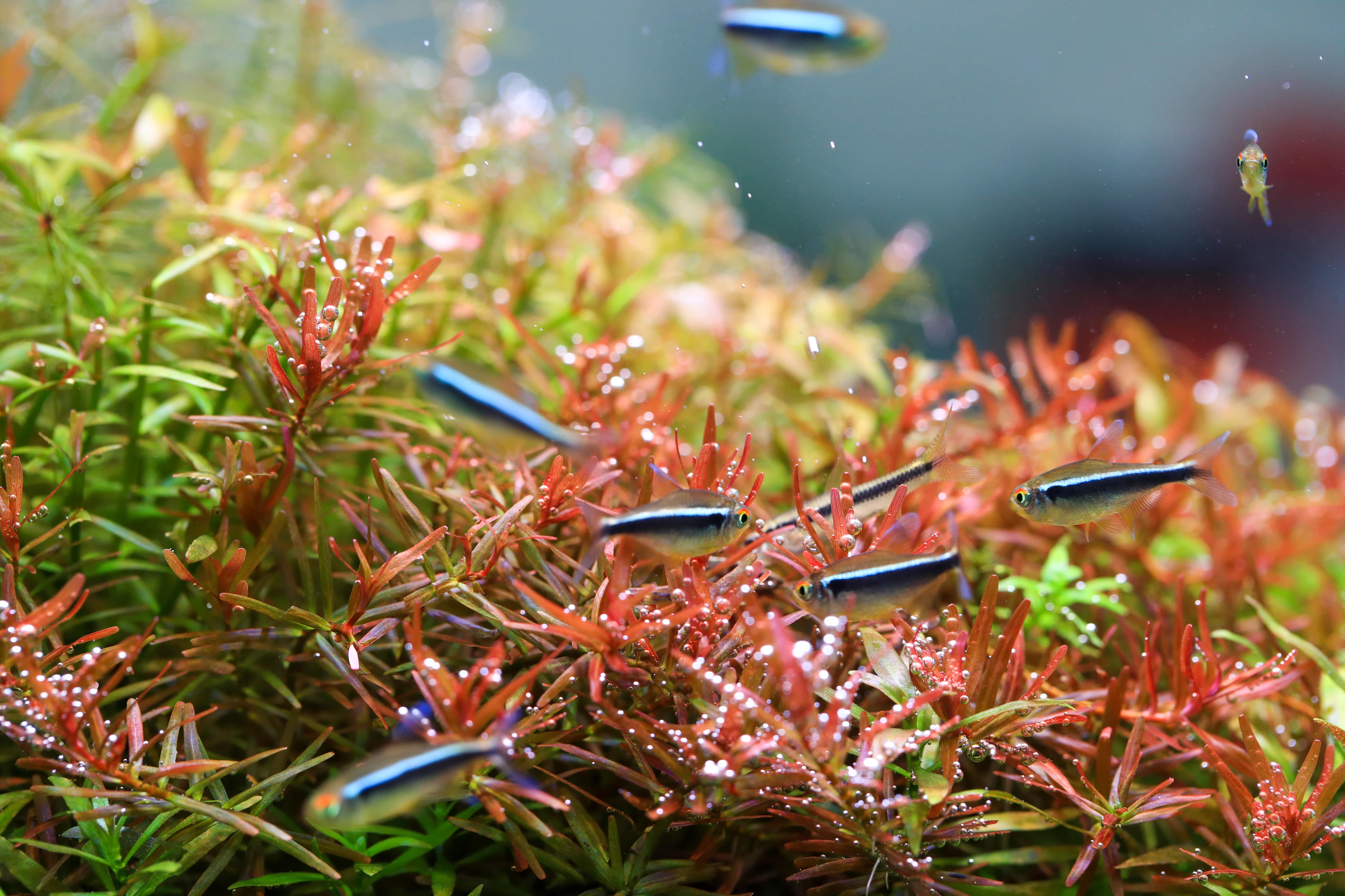 Twinstar A‑Line II illuminating aquarium with natural light
