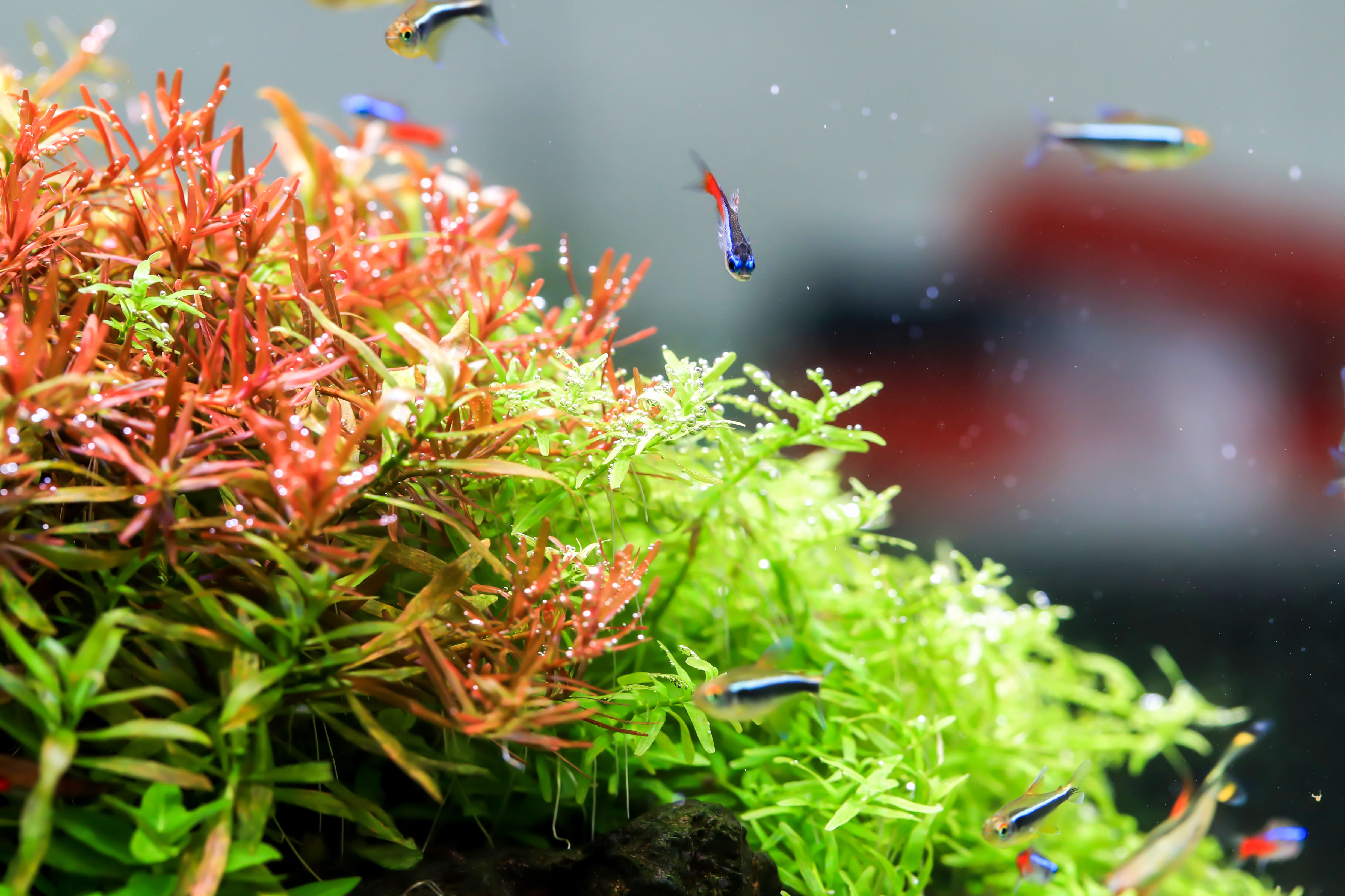 Twinstar A‑Line II illuminating aquarium with natural light