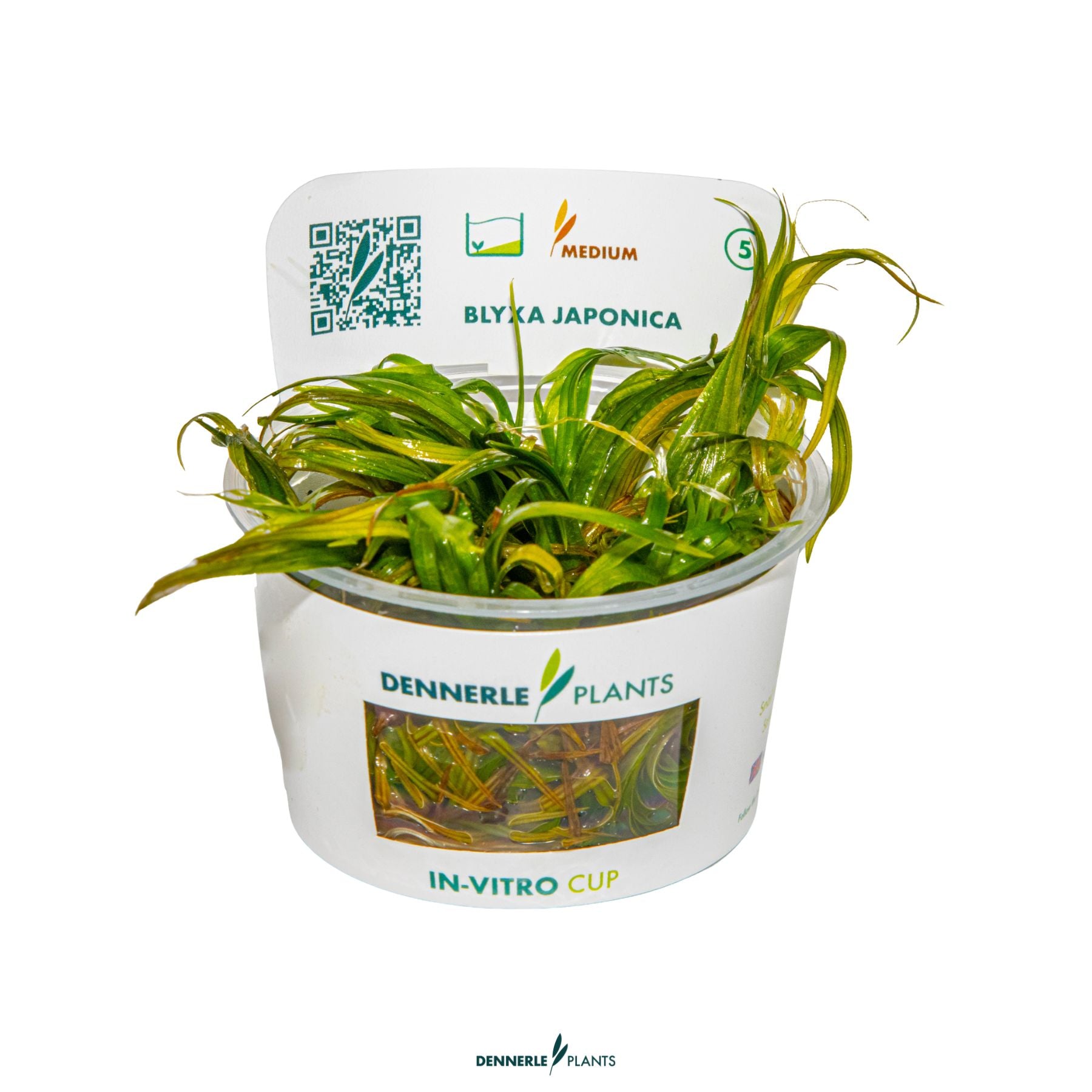 Grass-like rosette aquarium plant – Blyxa japonica foreground use