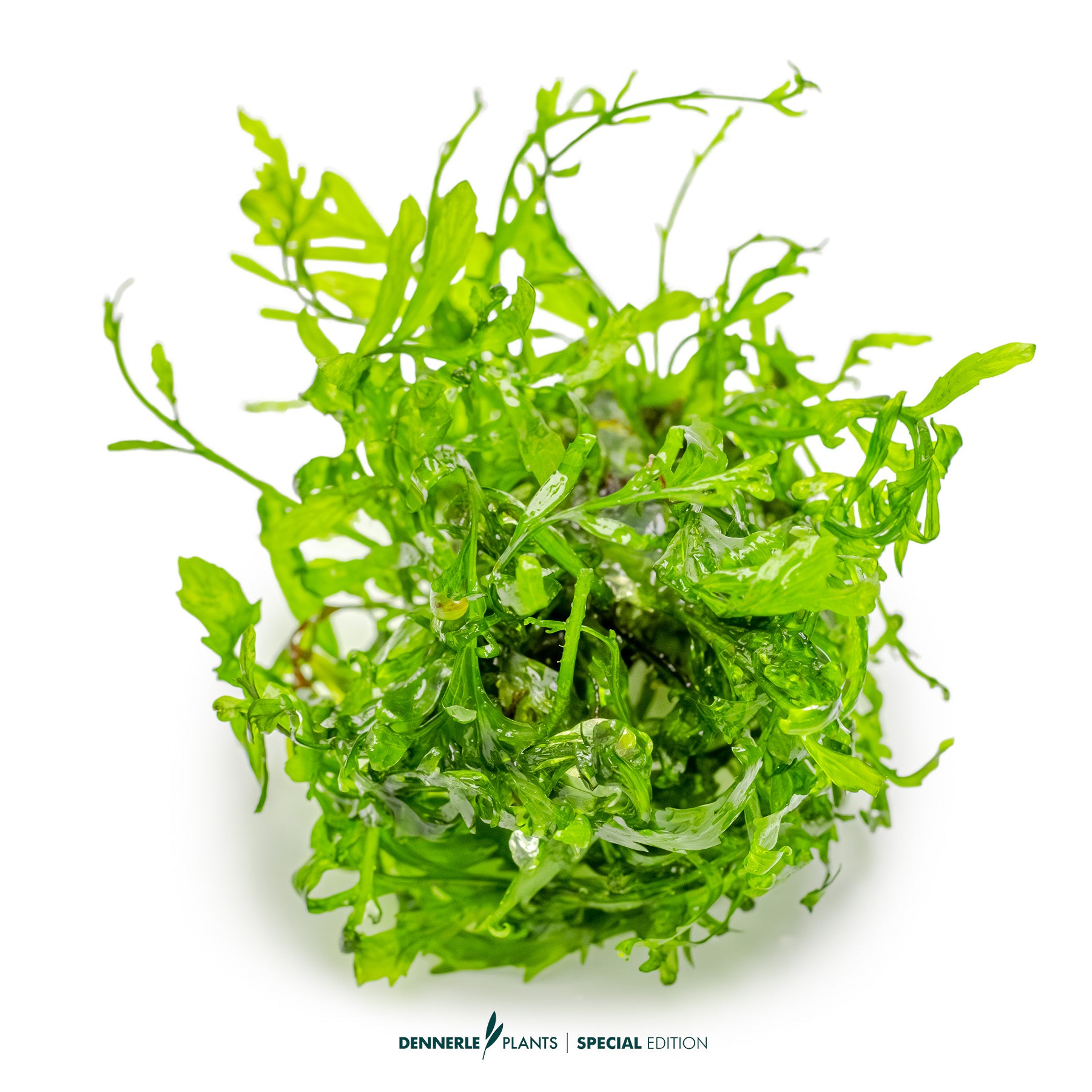 green epiphytic fern Bolbitis heudelotii as aquarium background plant