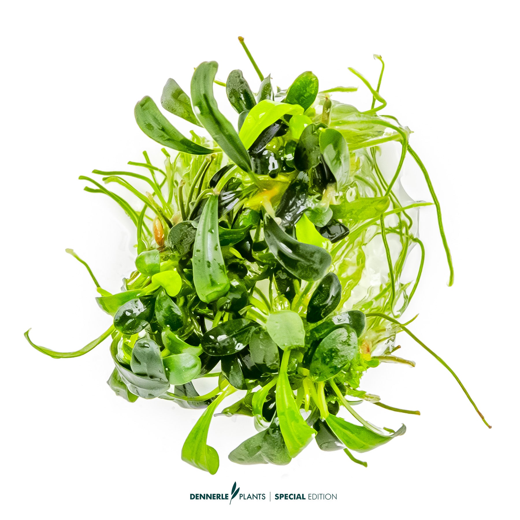 Compact rare Bucephalandra Aqua Artica foreground plant