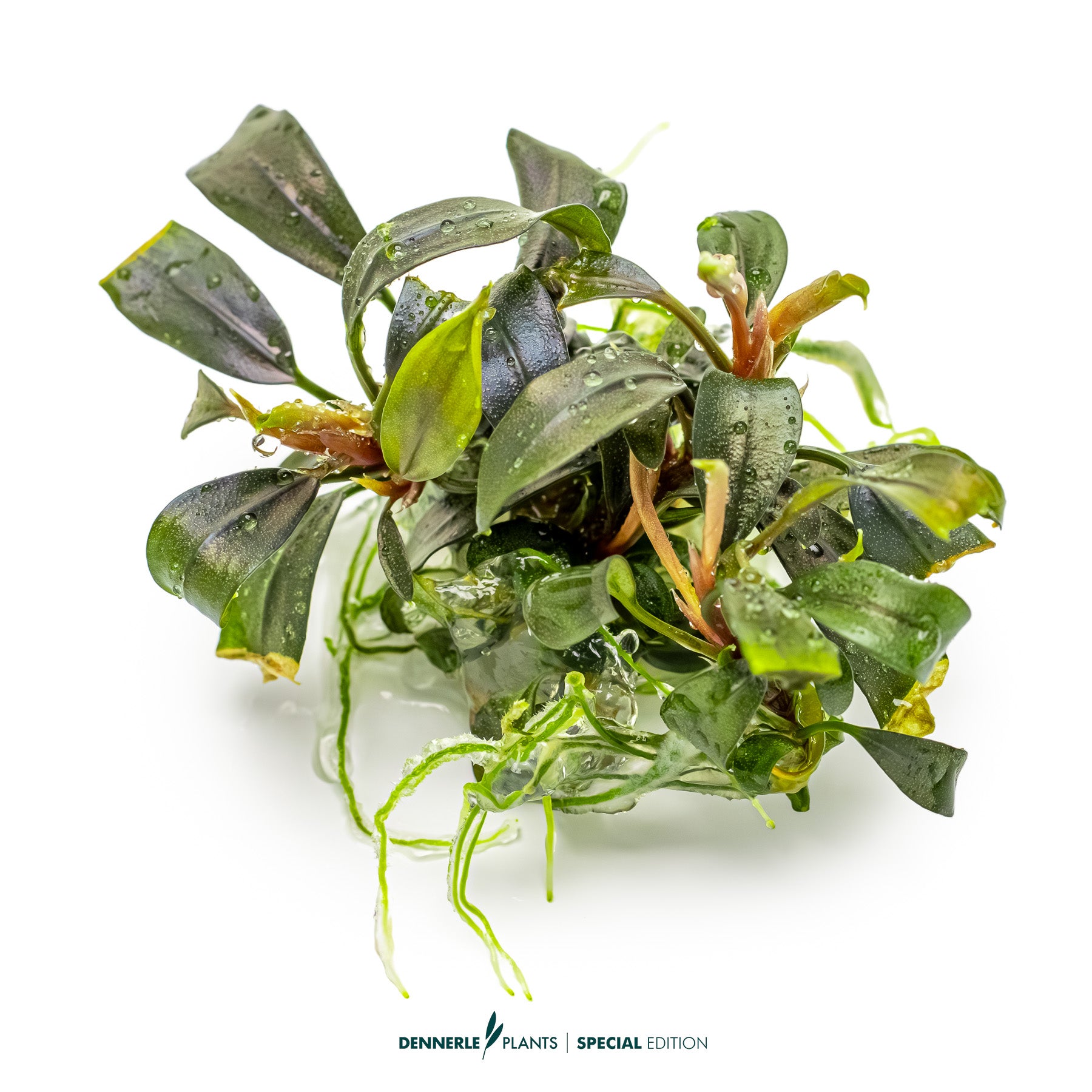 Compact rare Bucephalandra Brownie Ghost foreground plant