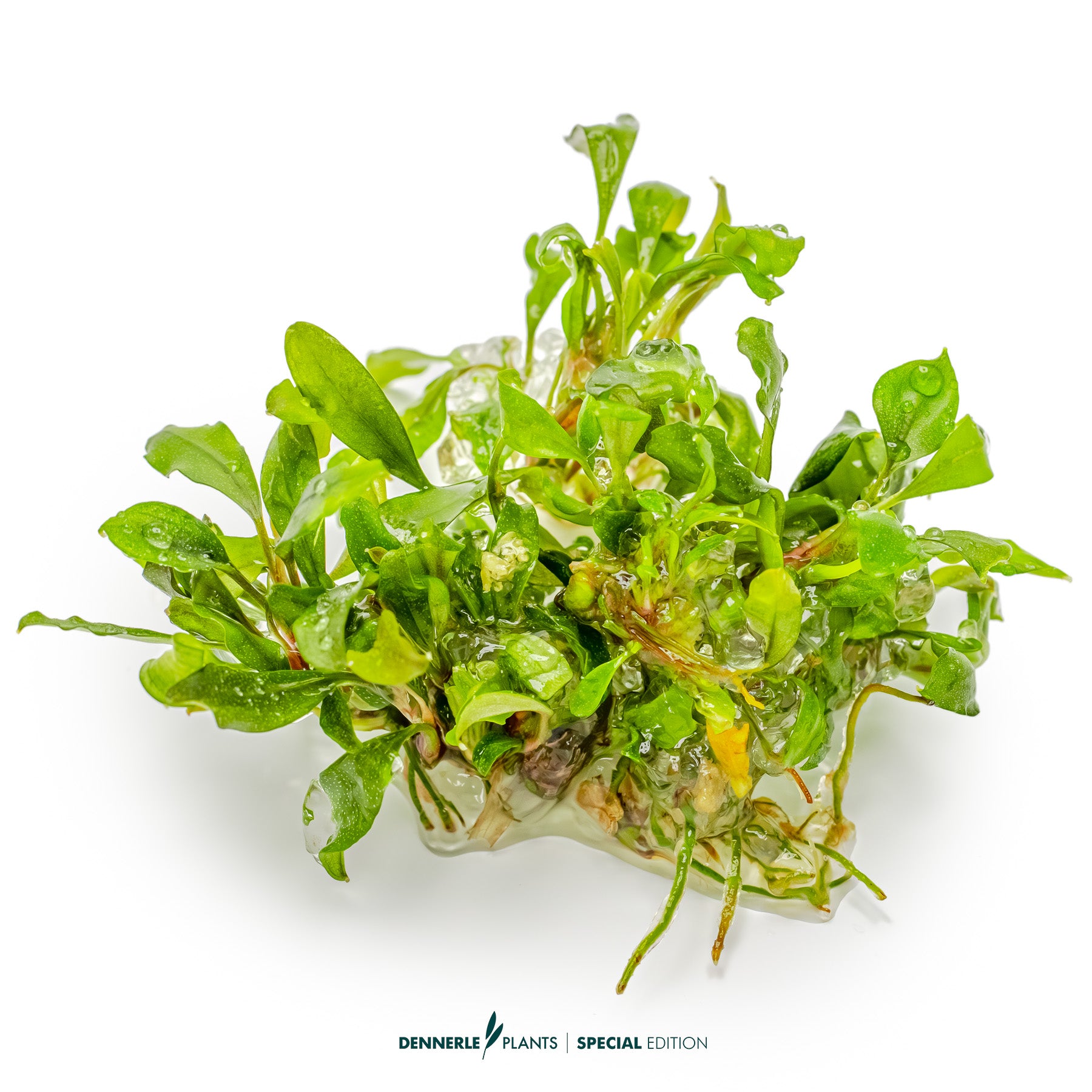 Bucephalandra 'Green Red'