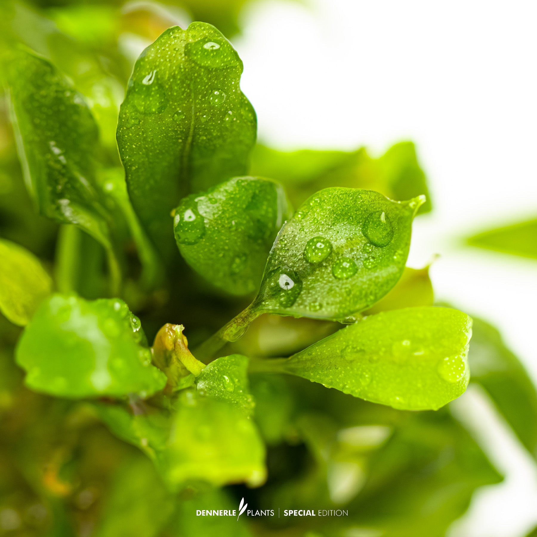 Bucephalandra 'Green Red'