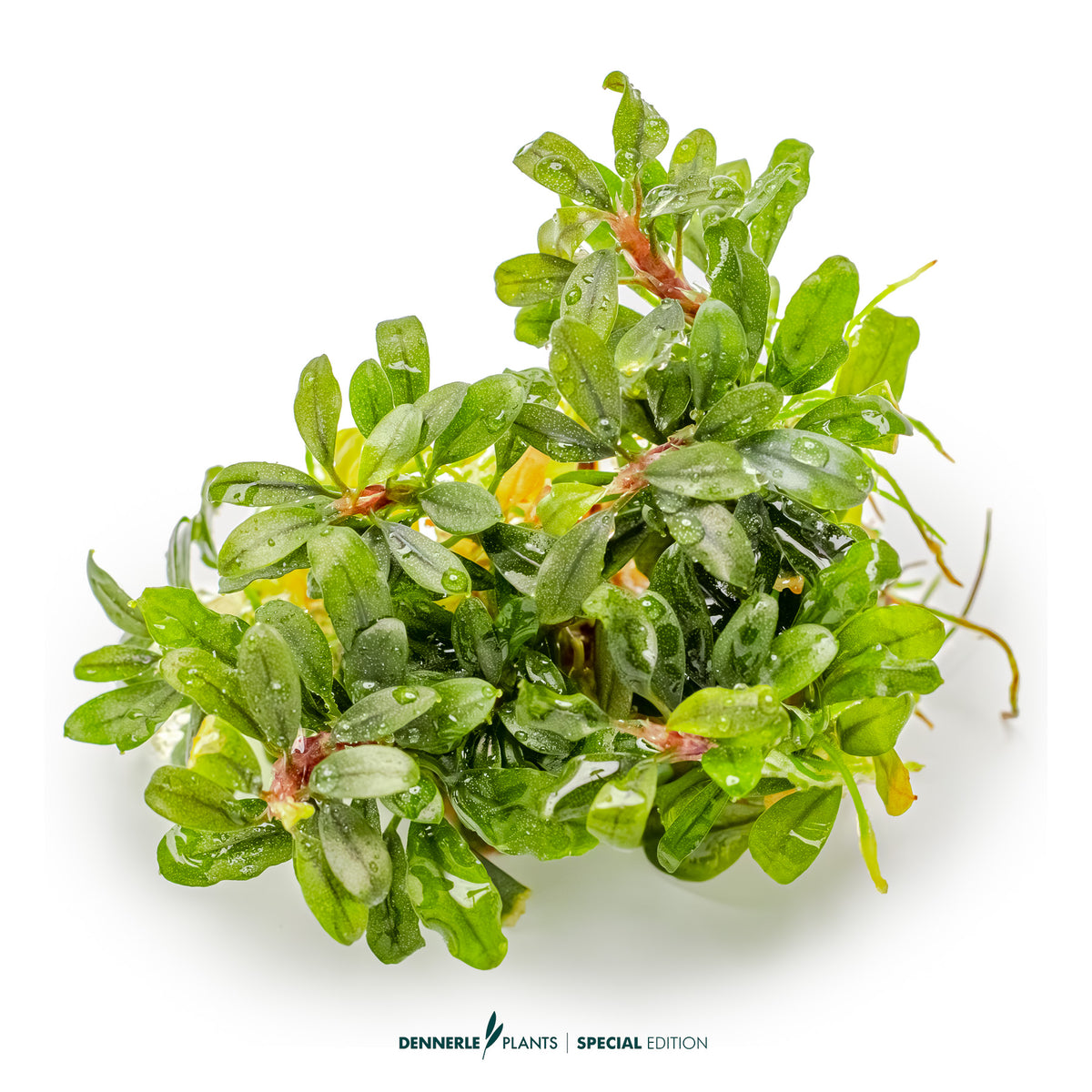 Rare purple Bucephalandra aquarium plant