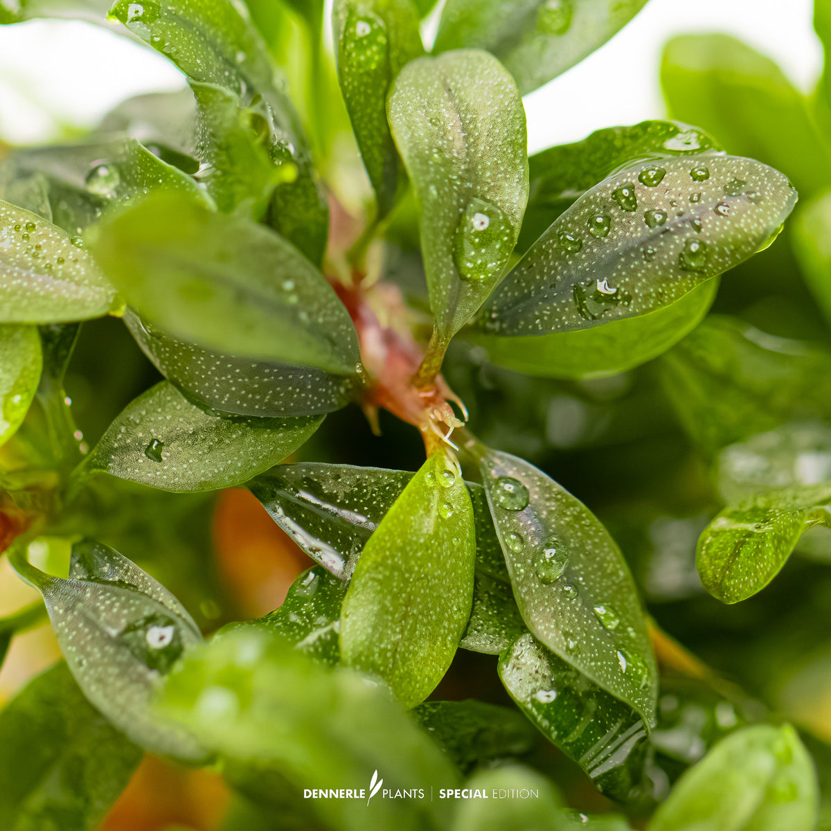 Rare purple Bucephalandra aquarium plant closeup