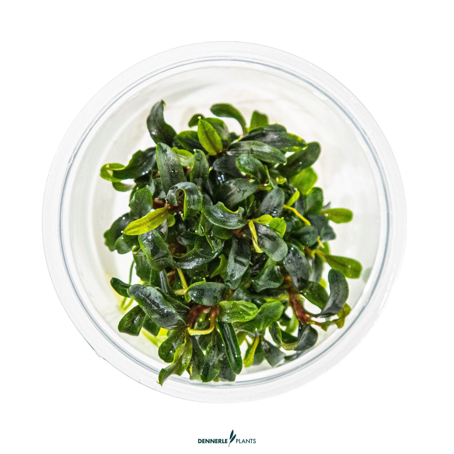Compact aquarium epiphyte with fine leaves - Bucephalandra 'Needle Leaf'