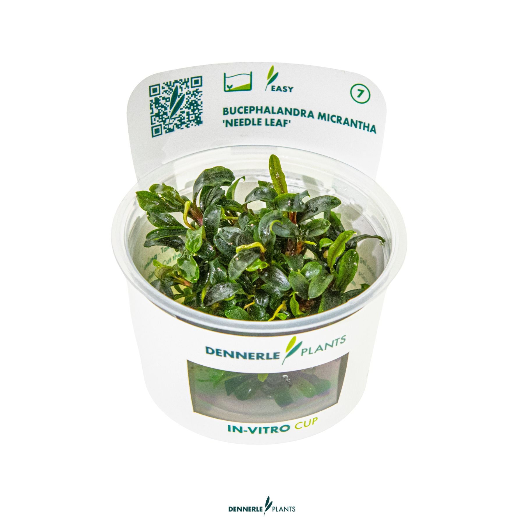 Compact aquarium epiphyte with fine leaves - Bucephalandra 'Needle Leaf'