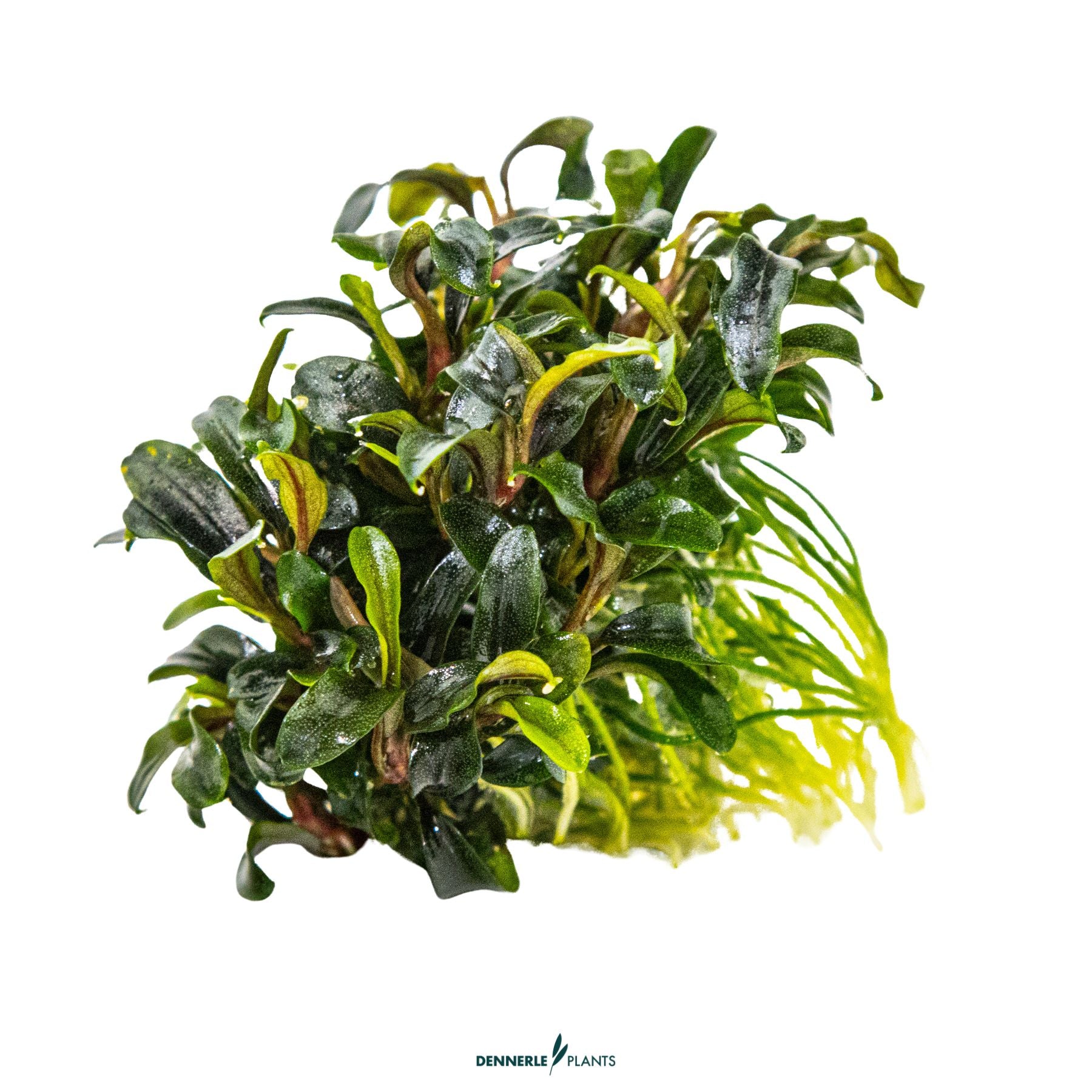 Compact aquarium epiphyte with fine leaves - Bucephalandra 'Needle Leaf'