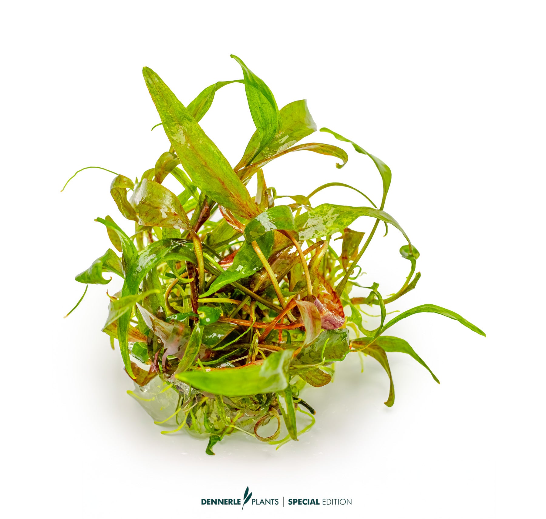 Hardy Cryptocoryne cordata - midground aquarium plant