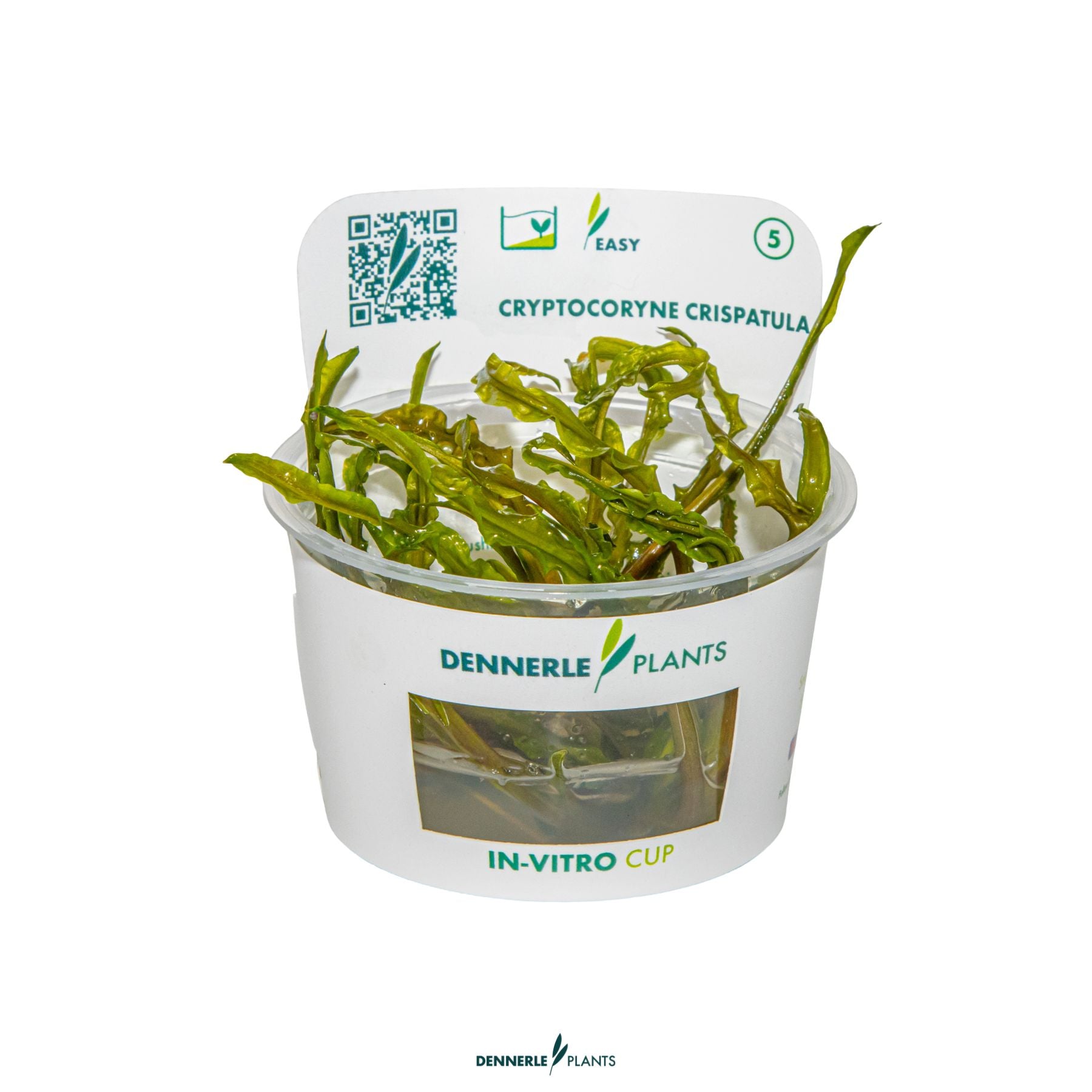 Cryptocoryne crispatula background aquarium plant