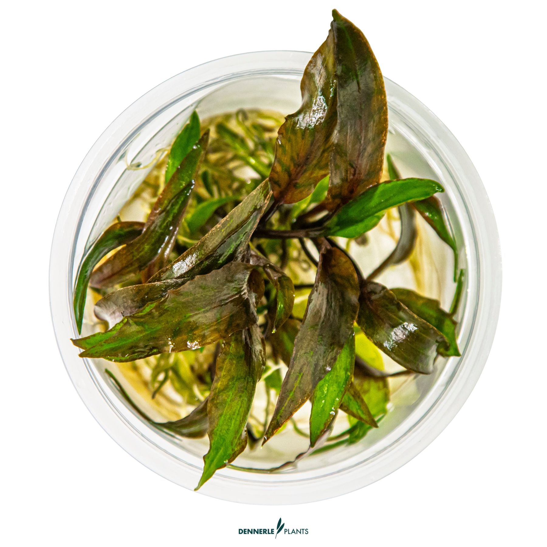 Cryptocoryne nurii 'Rose Maiden'