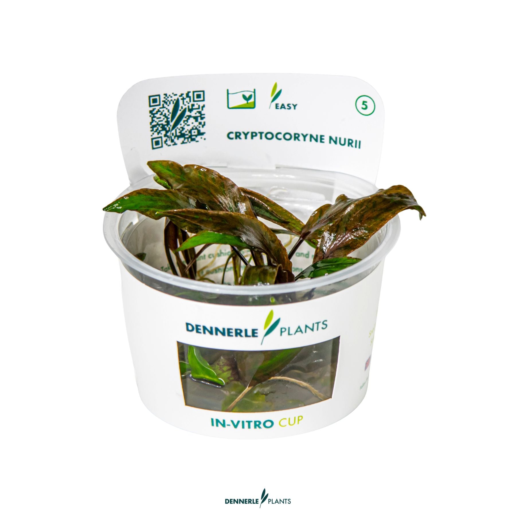 Cryptocoryne nurii 'Rose Maiden'