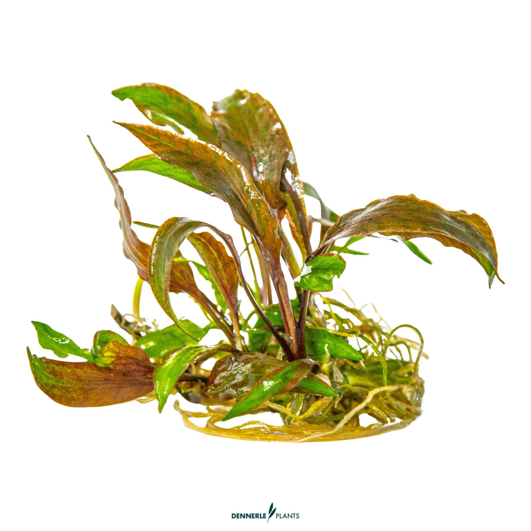 Cryptocoryne nurii 'Rose Maiden'