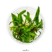 Cryptocoryne wendtii Green a foreground aquarium plant