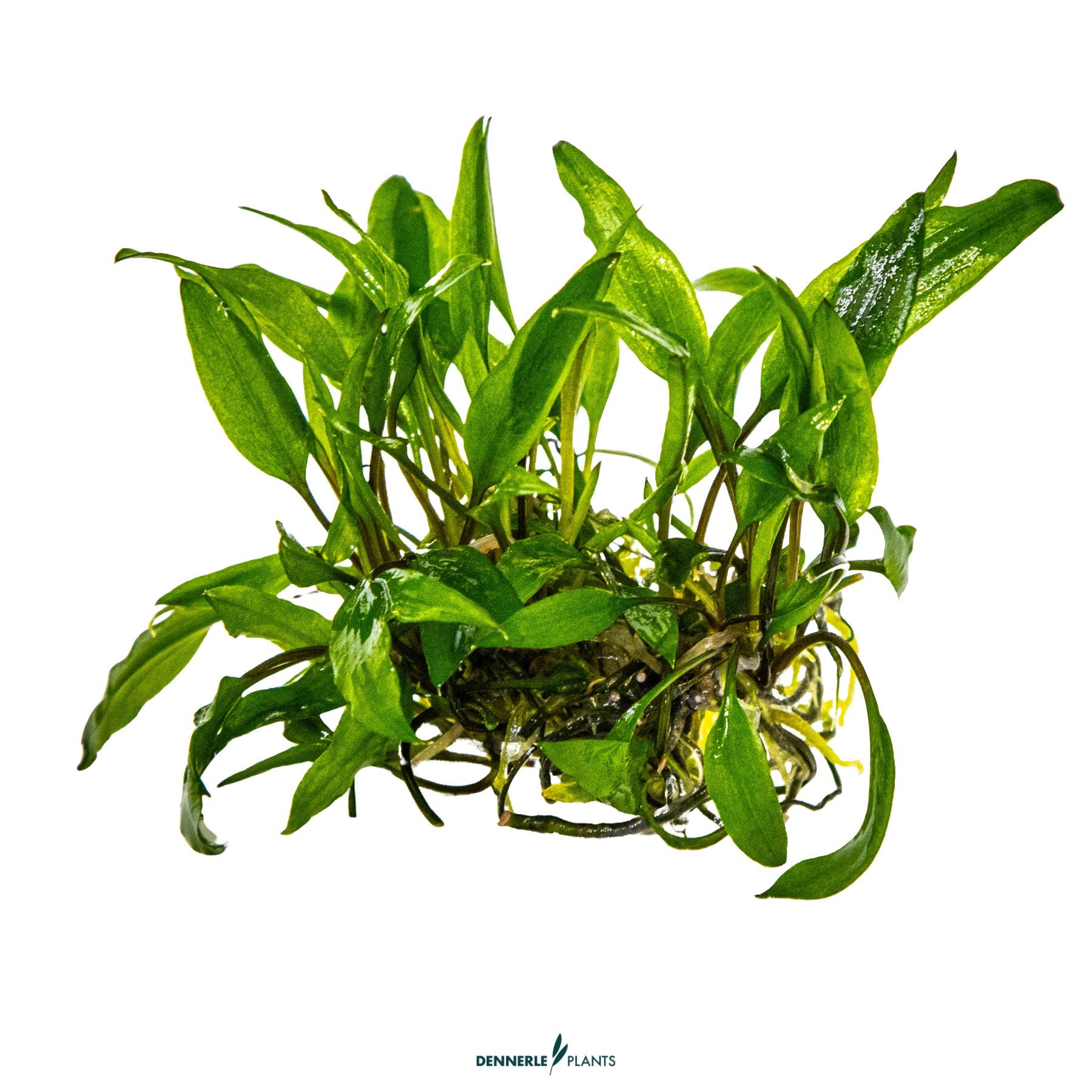 Cryptocoryne wendtii 'Green'