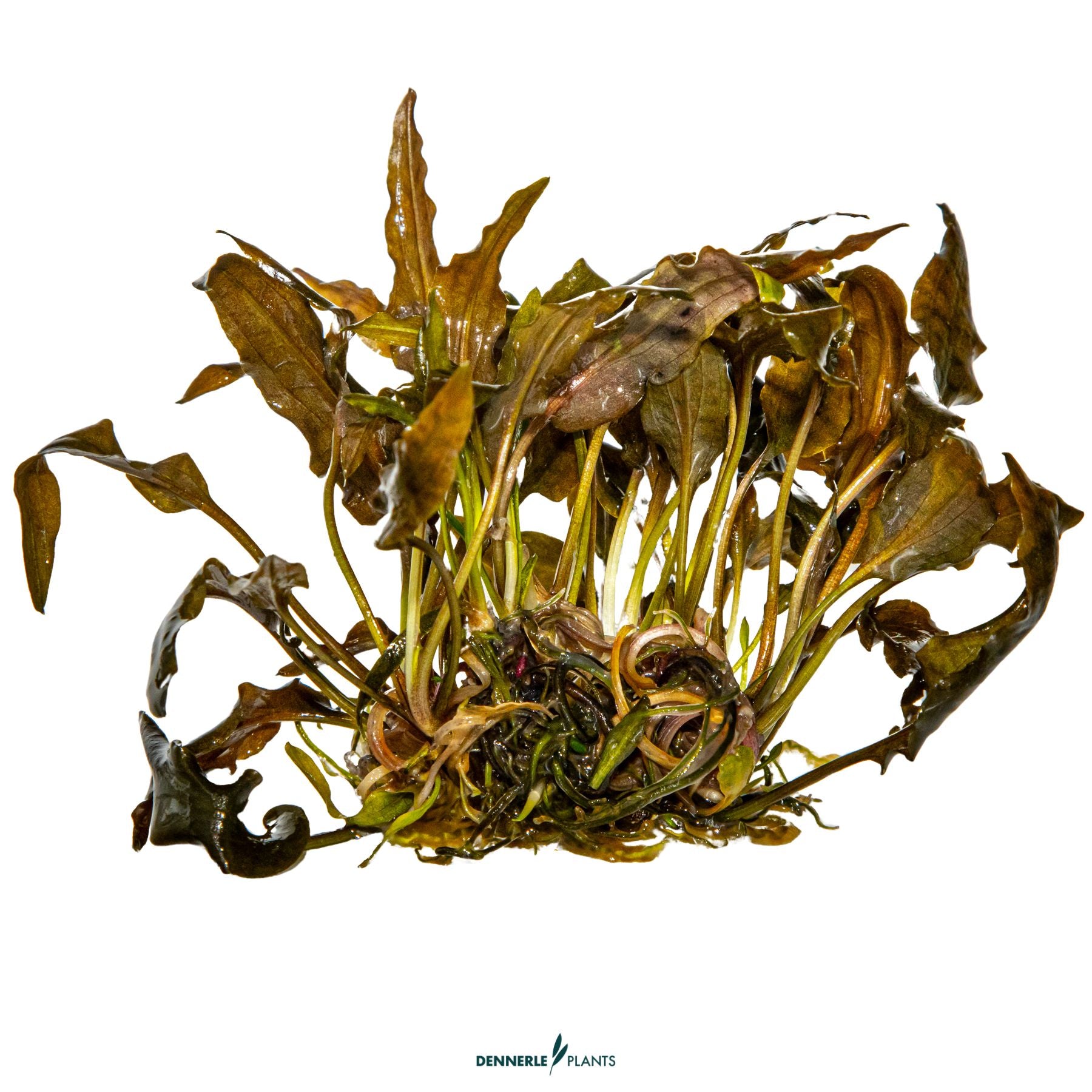 Cryptocoryne wendtii 'Mi Oya'