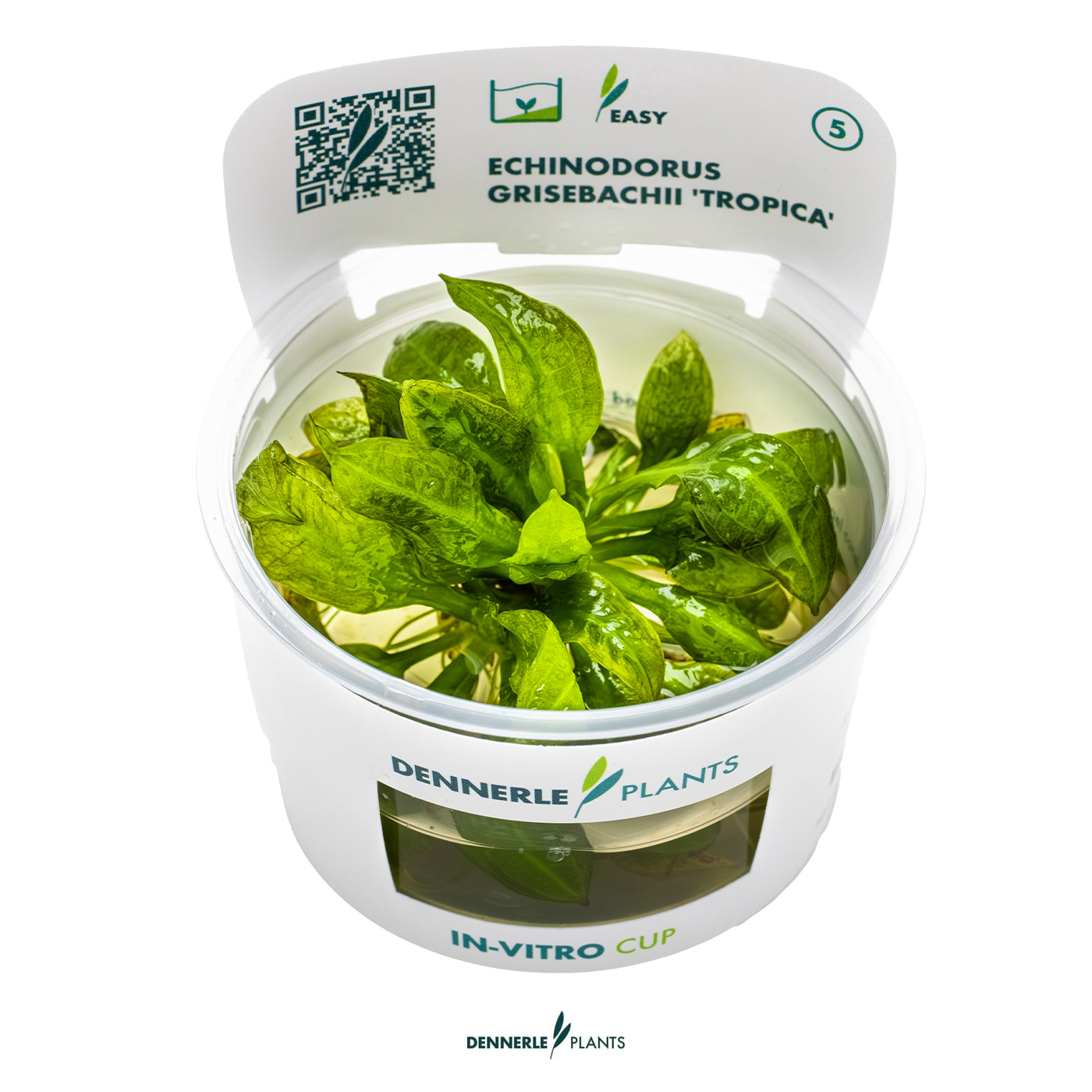 Amazon Sword (Echinodorus grisebachii) as background aquarium plant