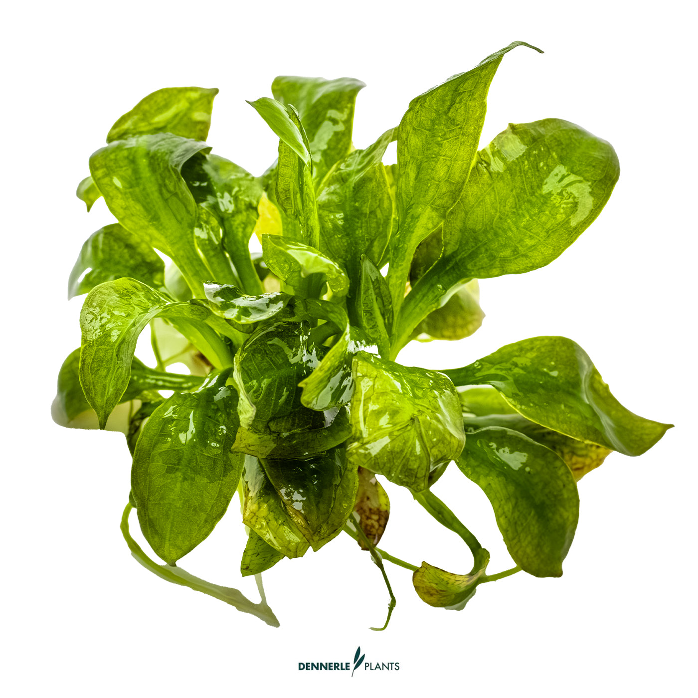 Amazon Sword (Echinodorus grisebachii) as background aquarium plant
