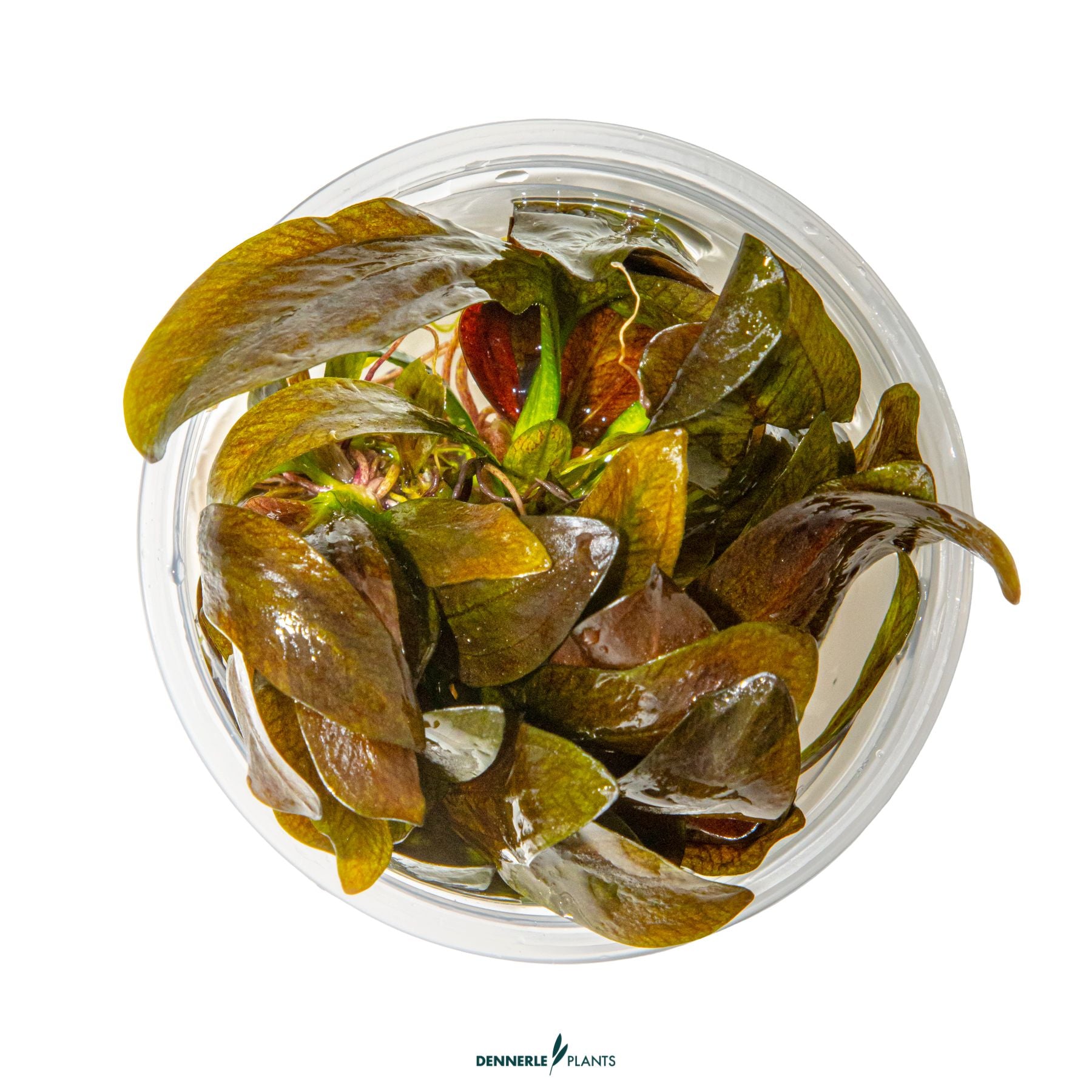 Echinodorus 'Reni'