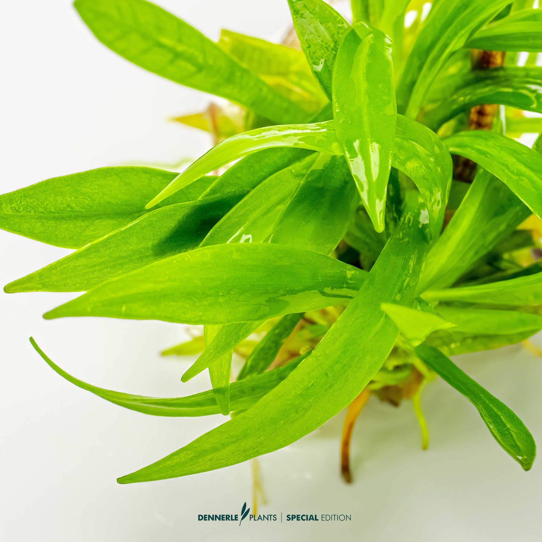 Echinodorus Latifolius broad-leaved dwarf sword forming lush aquarium