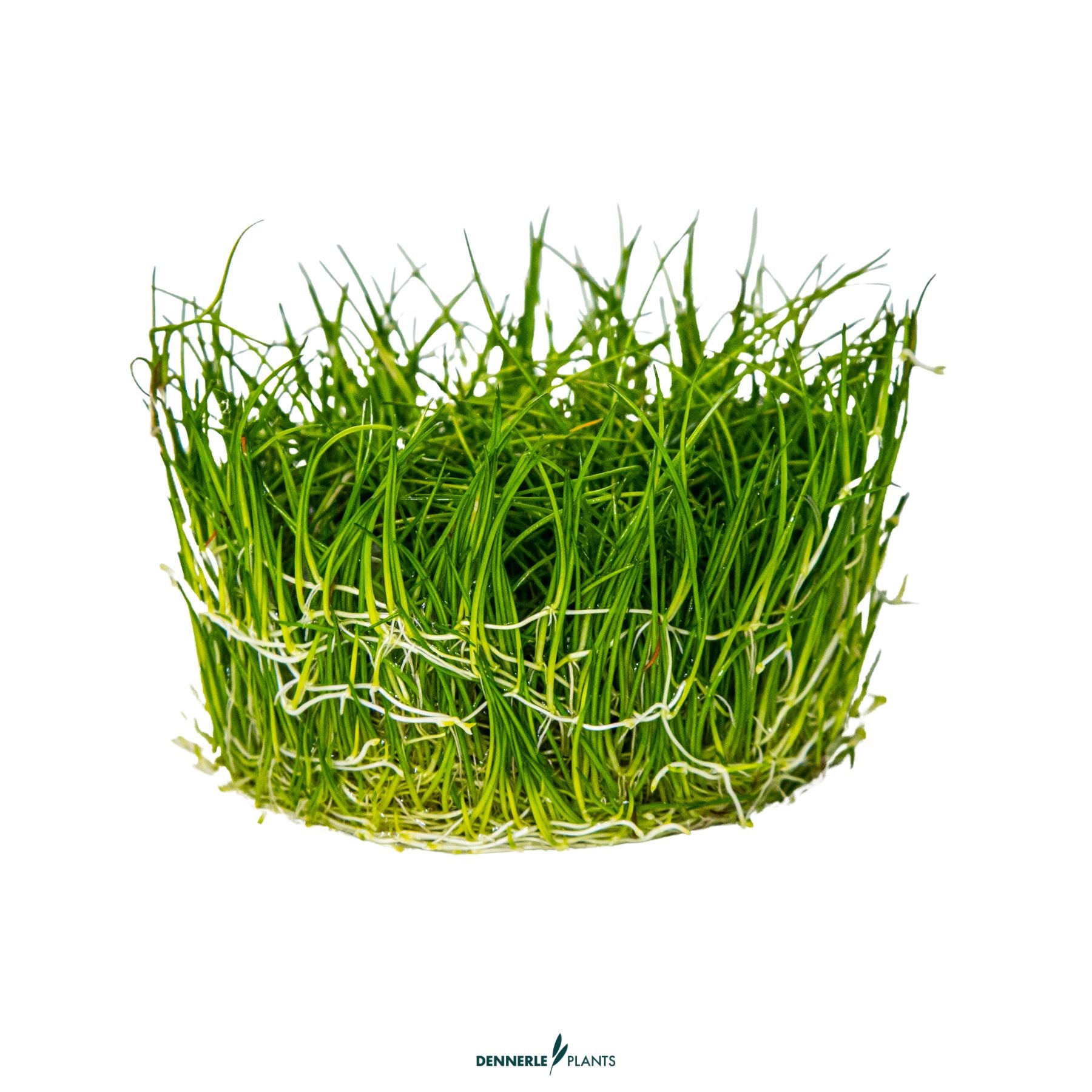 Eleocharis acicularis