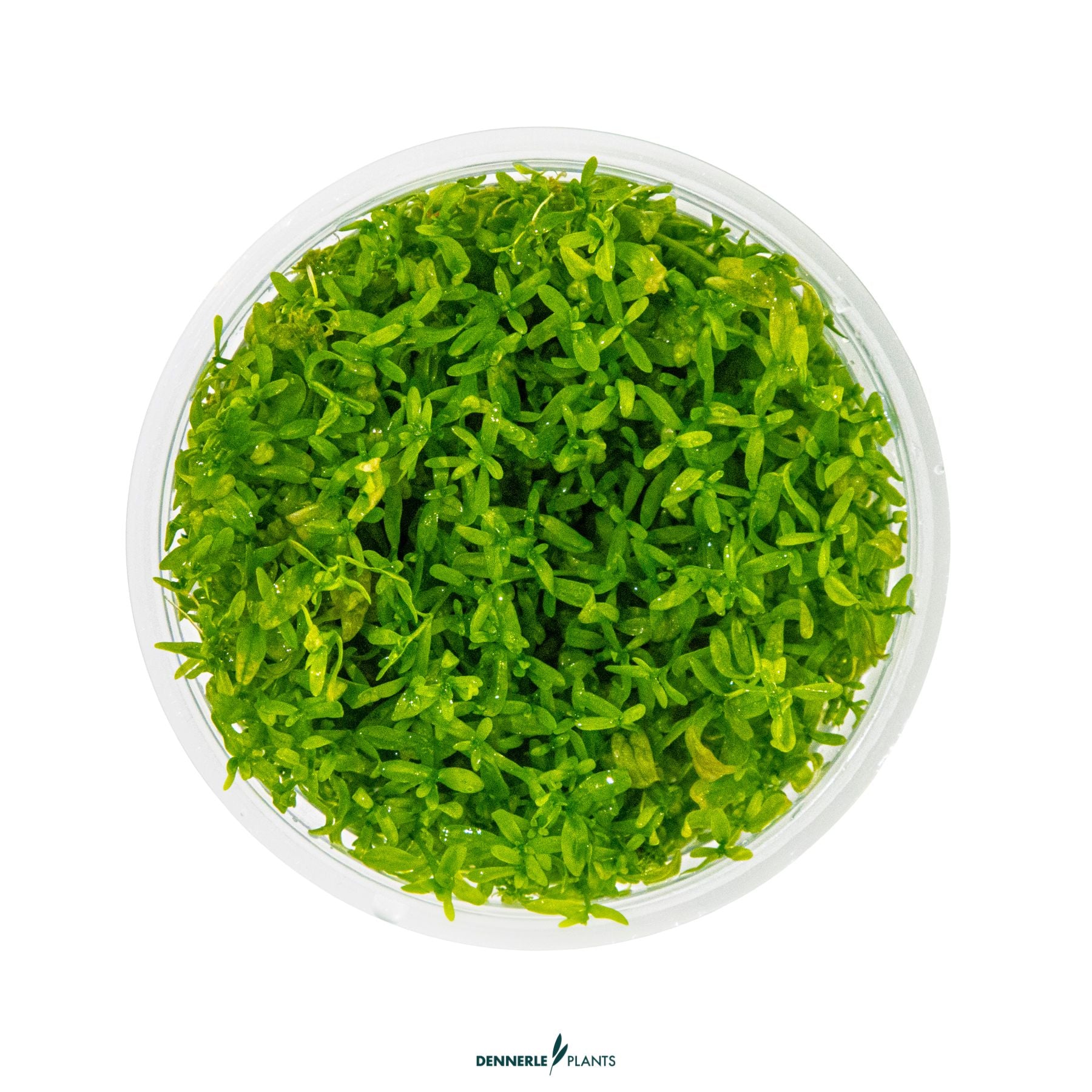 Hemianthus micranthemoides
