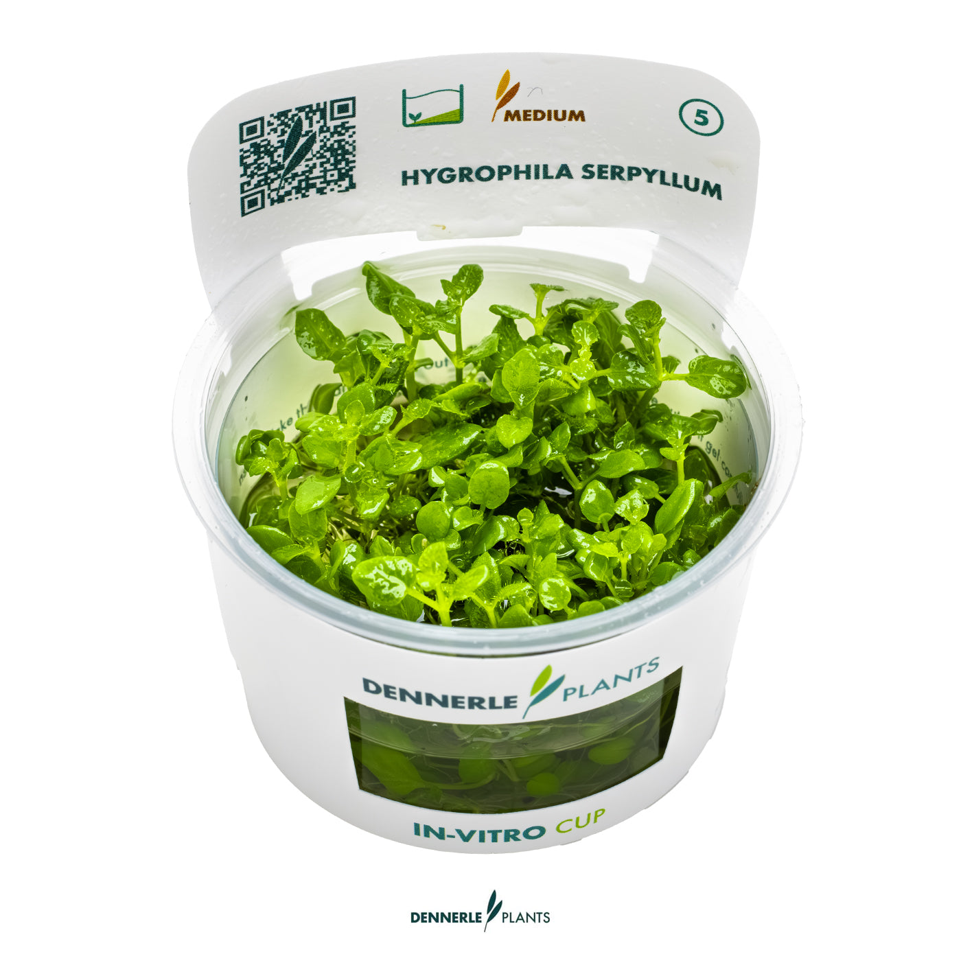 Hygrophila Serpyllum