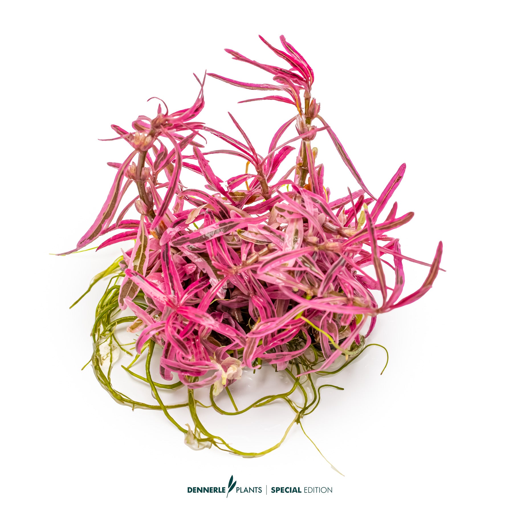 Hygrophila lancea Chai with narrow pink leaves as midground highlight in aquascape