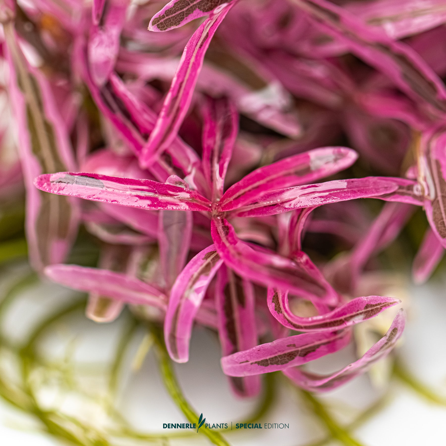 Hygrophila lancea Chai with narrow pink leaves as midground highlight in aquascape
