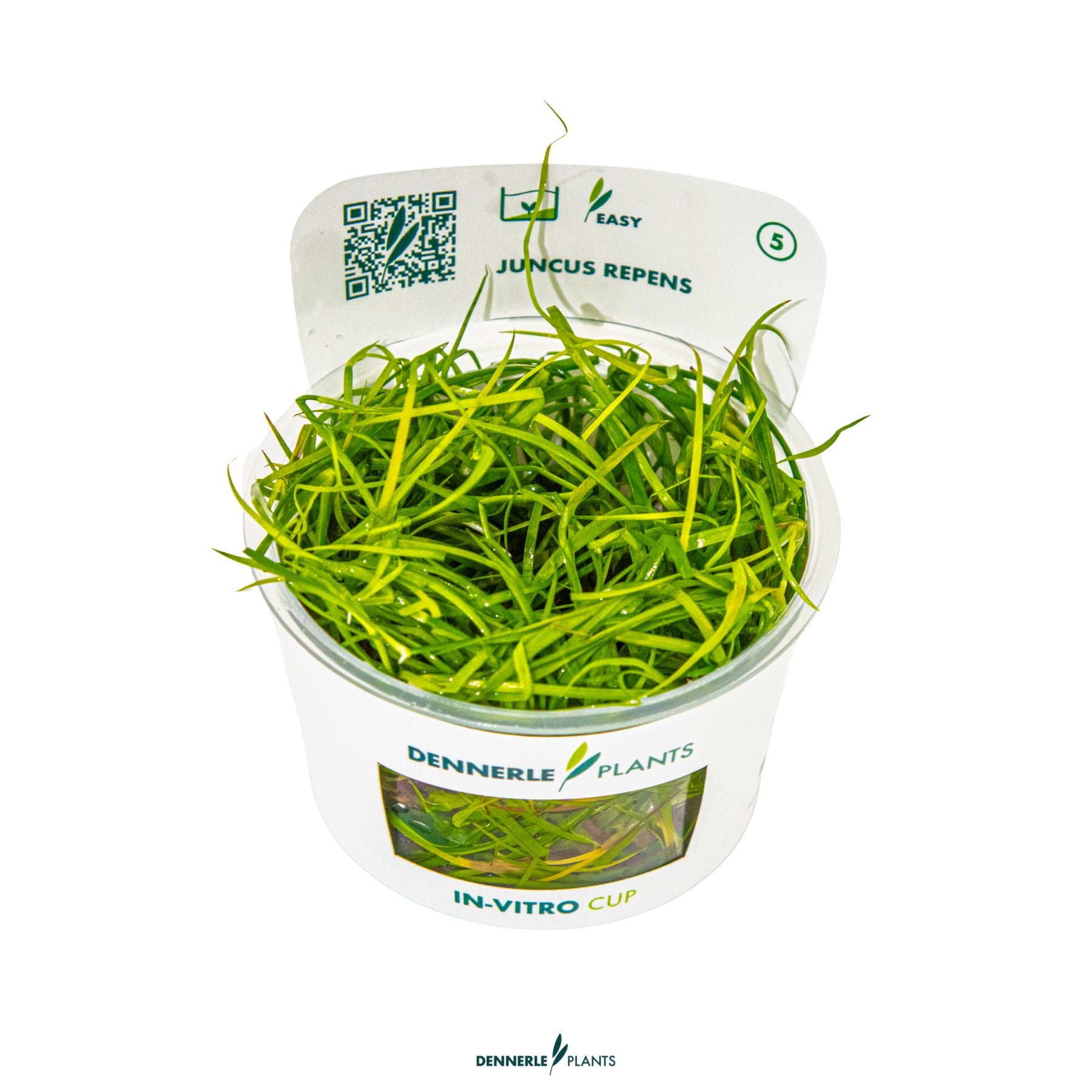 Juncus repens