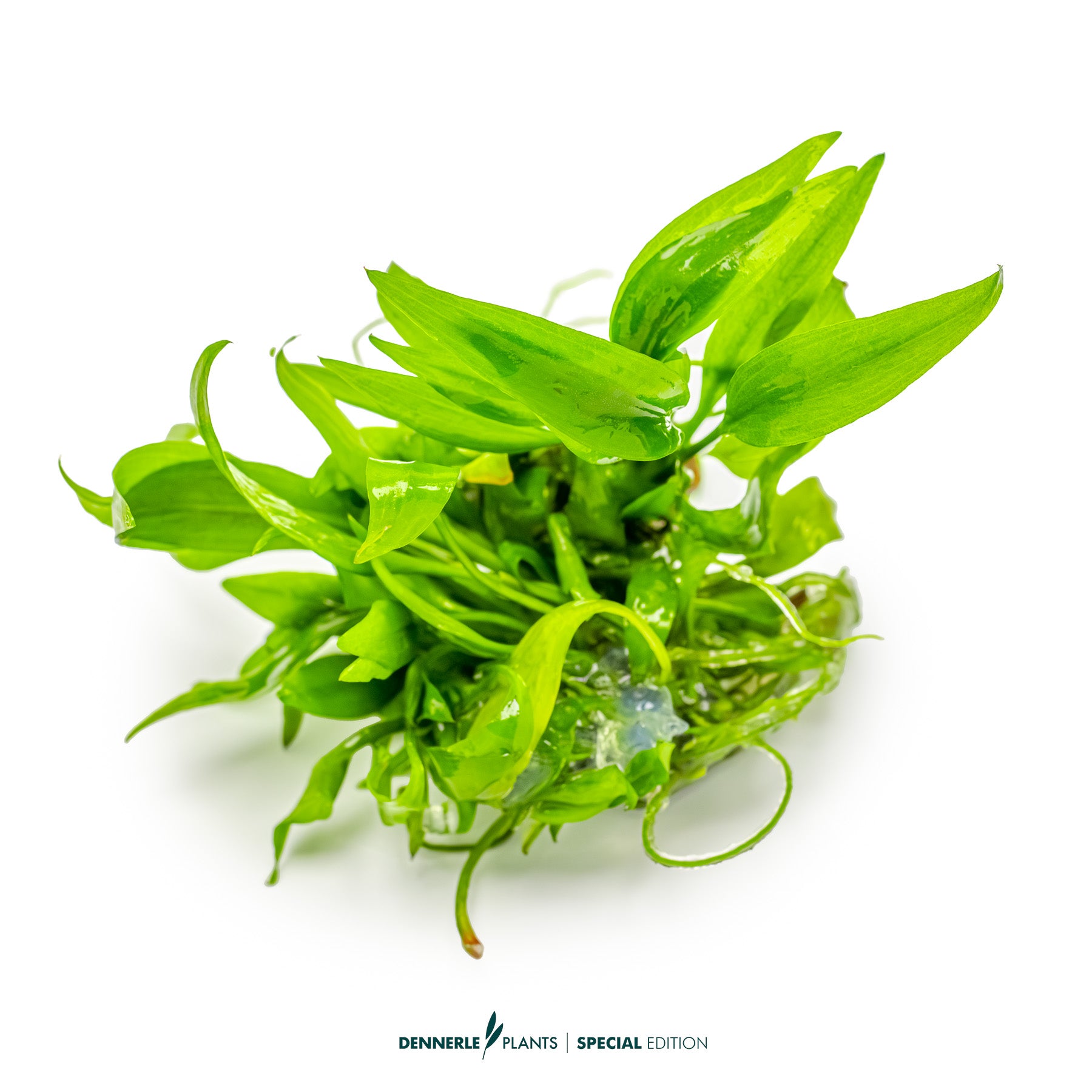 Lagenandra thwaitesii Rare Broad-Leaf Midground Aquarium Plant UK