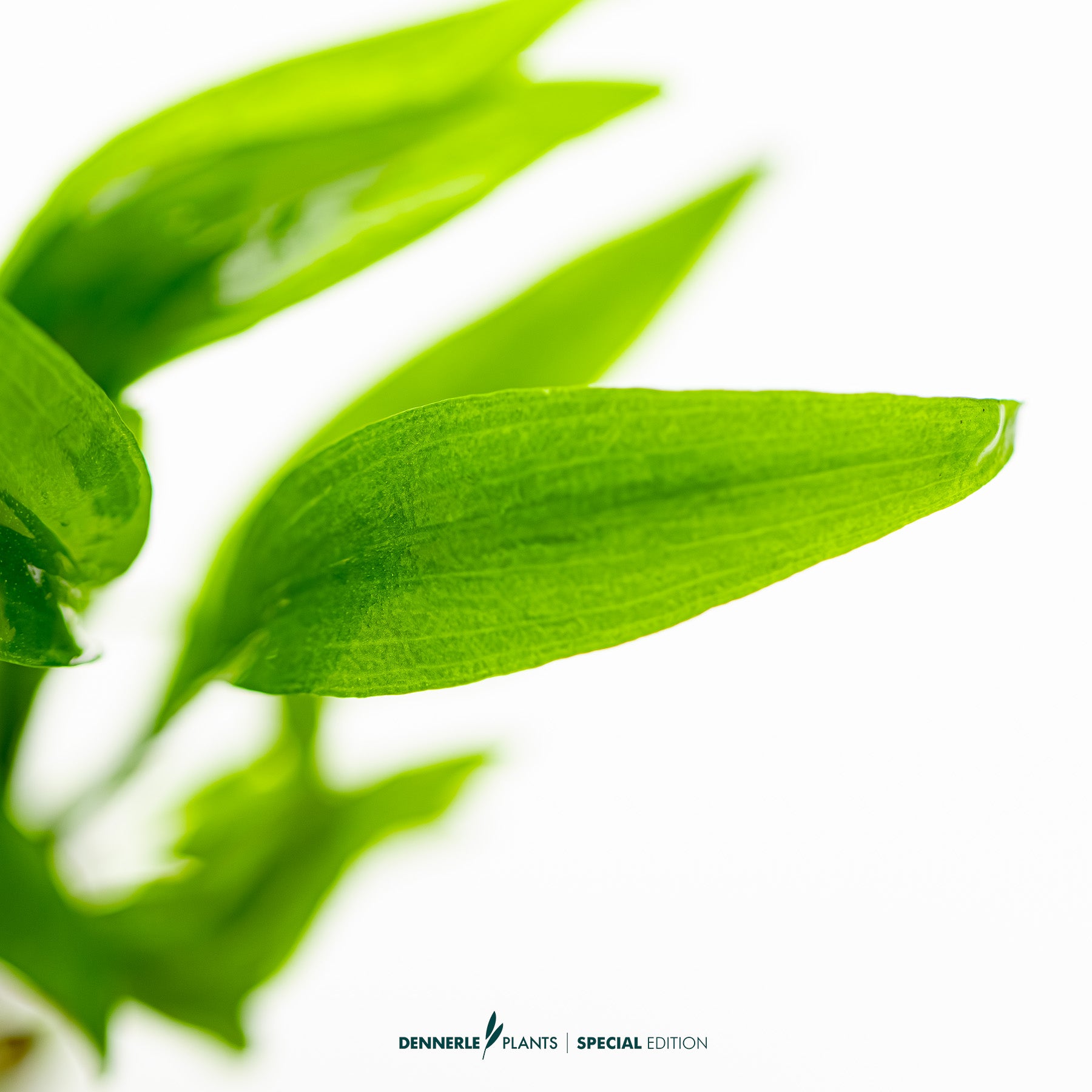 Lagenandra thwaitesii Rare Broad-Leaf Midground Aquarium Plant UK
