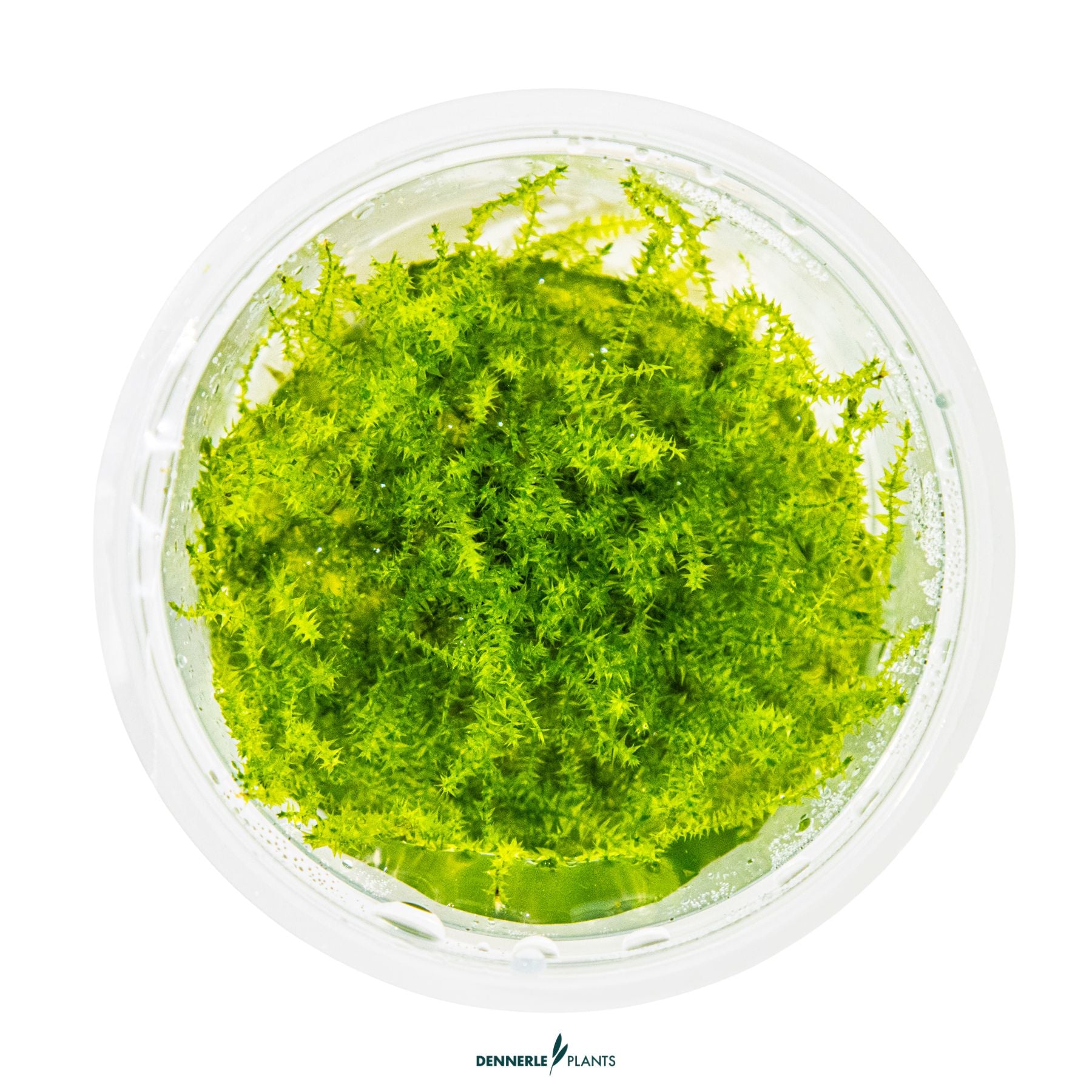 Leptodictyum riparium stringy moss