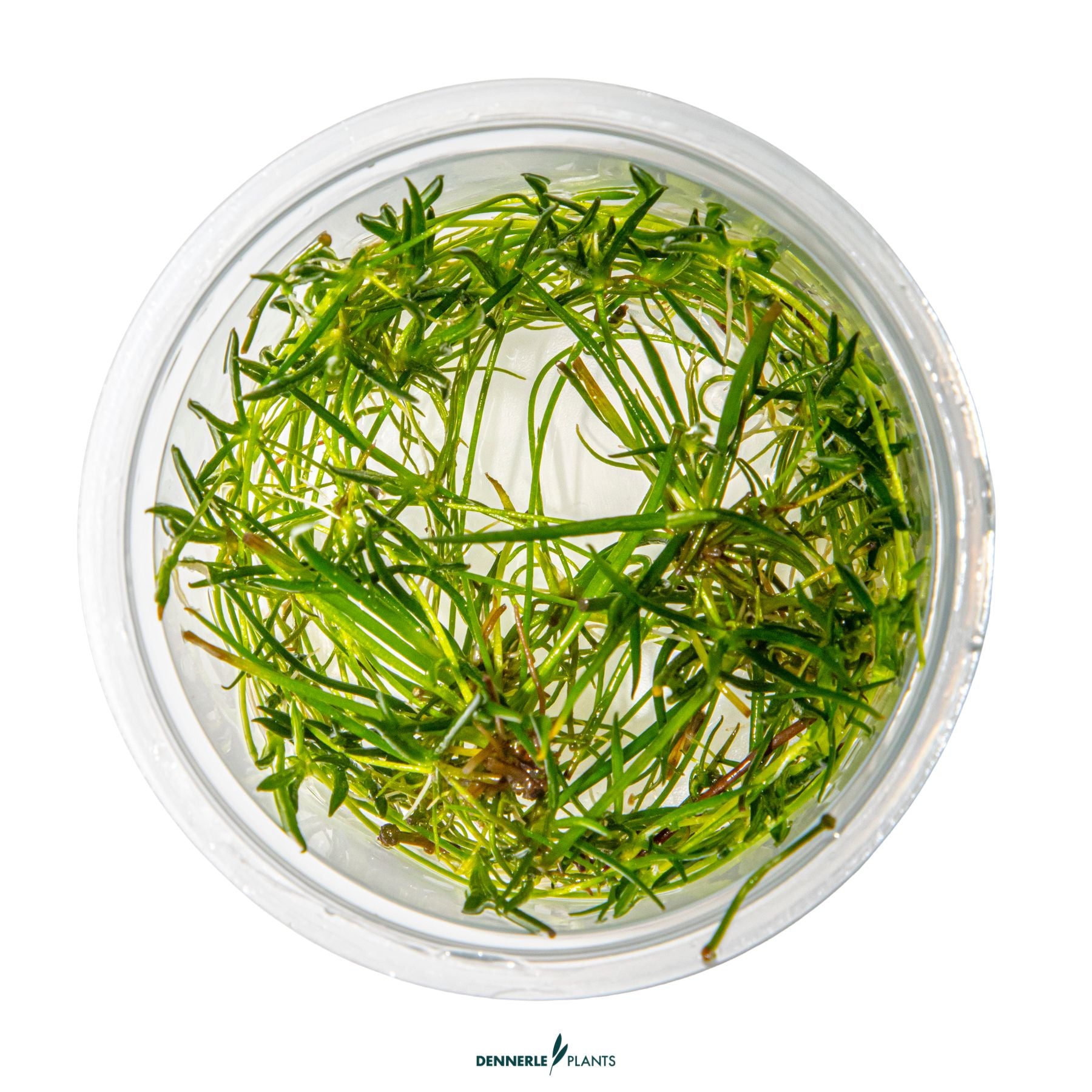 Littorella uniflora - Grass-like foreground aquarium plant