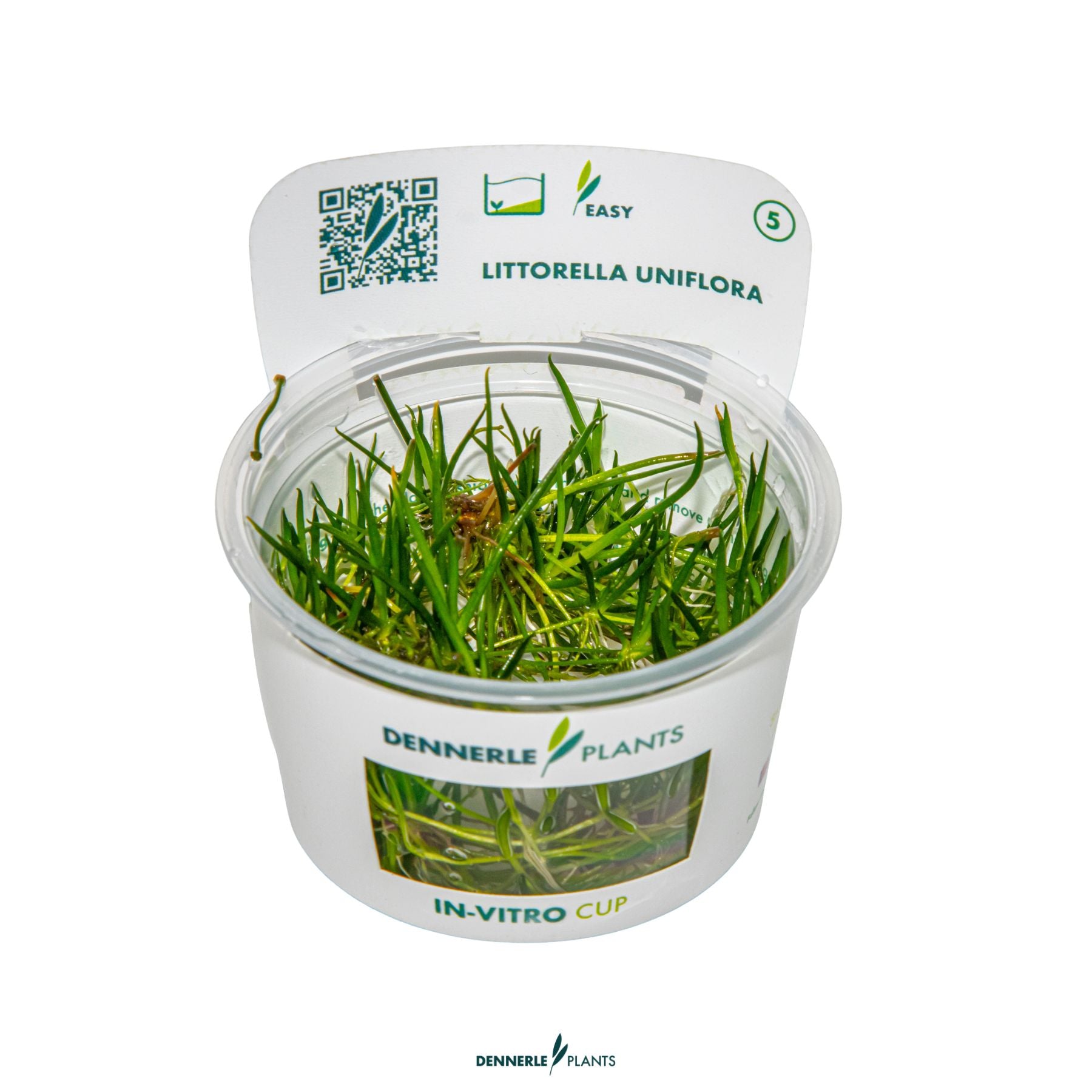Littorella uniflora - Grass-like foreground aquarium plant