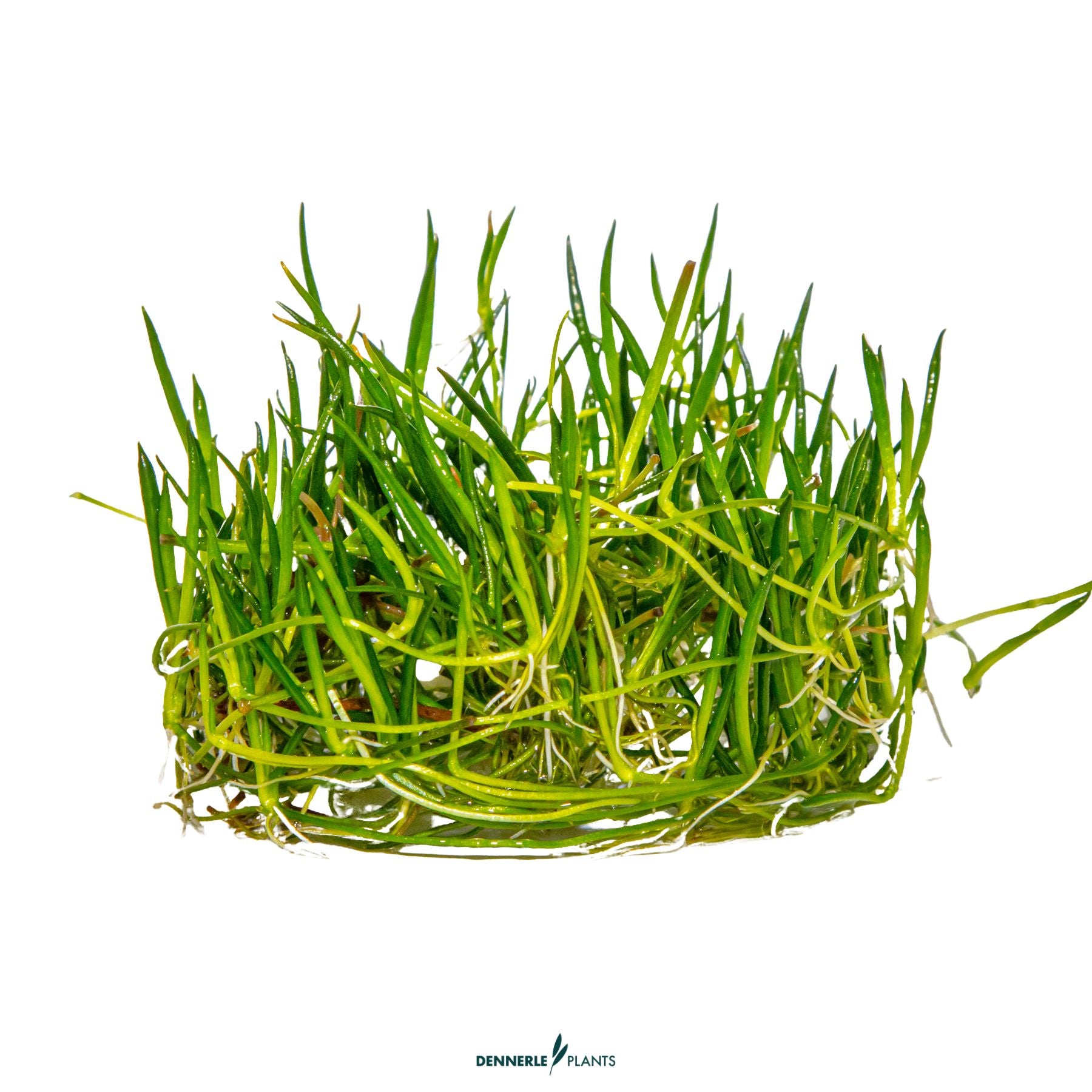 Littorella uniflora - Grass-like foreground aquarium plant